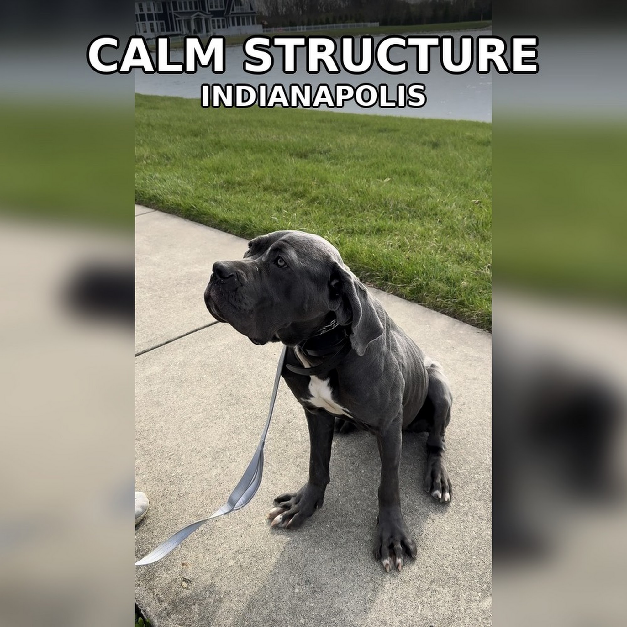 Big N' Small Paws 317