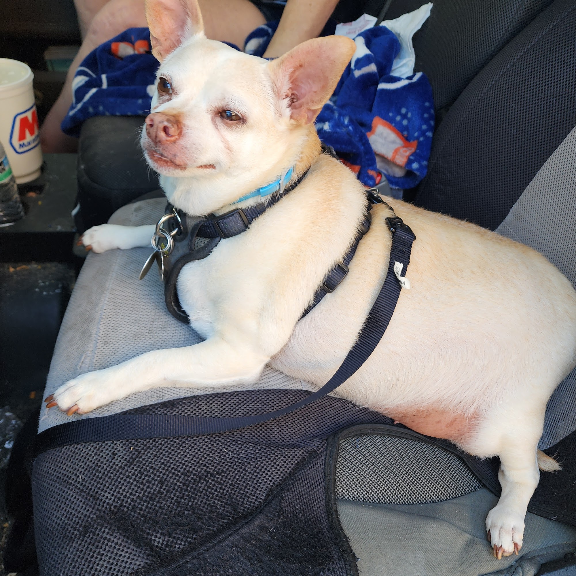 Animal Medical Center of Dubois Jasper