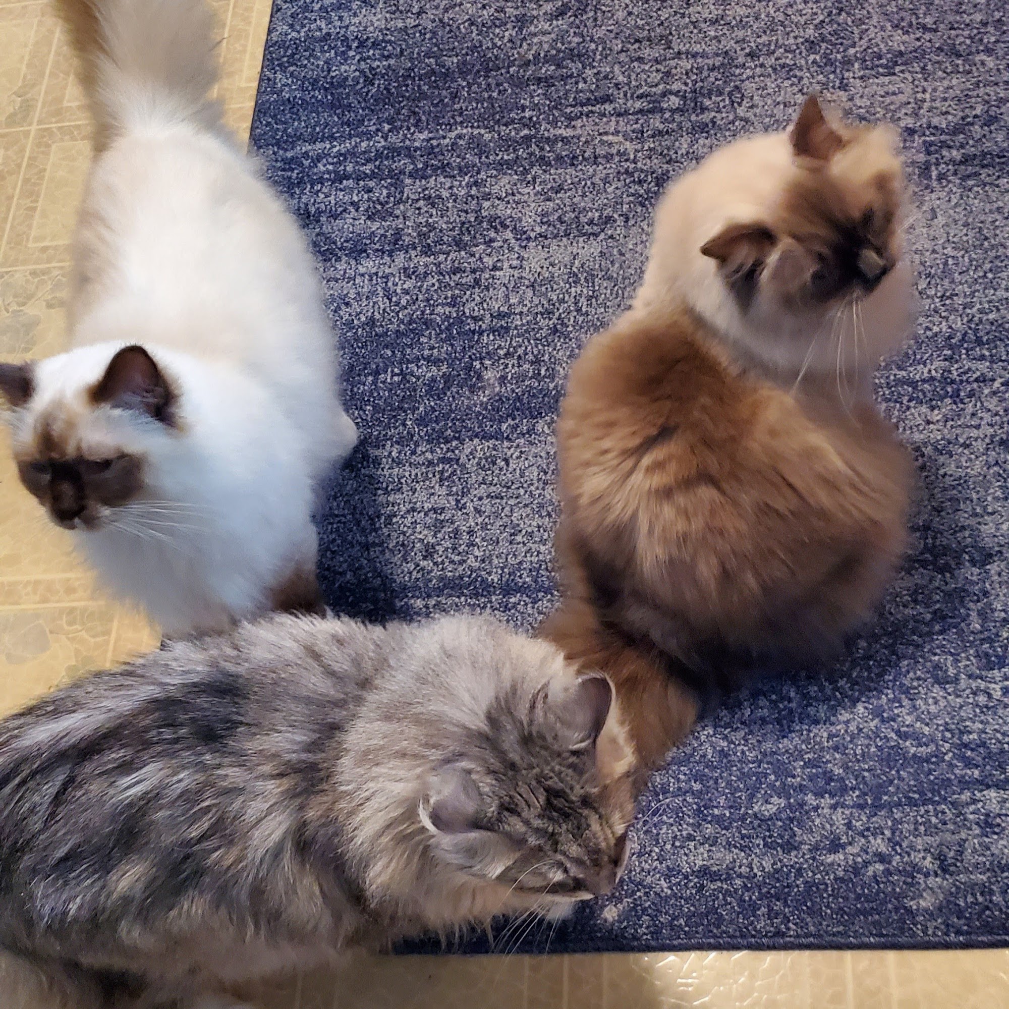 Jasper Pet Clinic Jasper