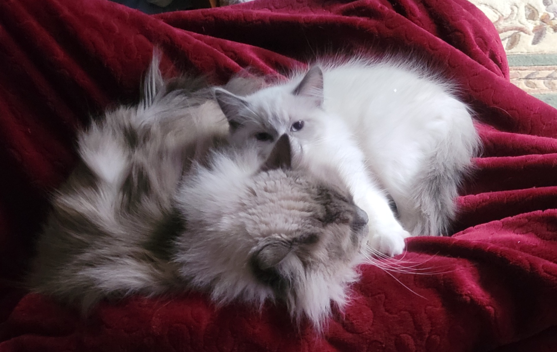 Jasper Pet Clinic Jasper