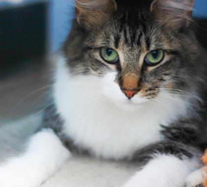 Dubois County Humane Society Jasper