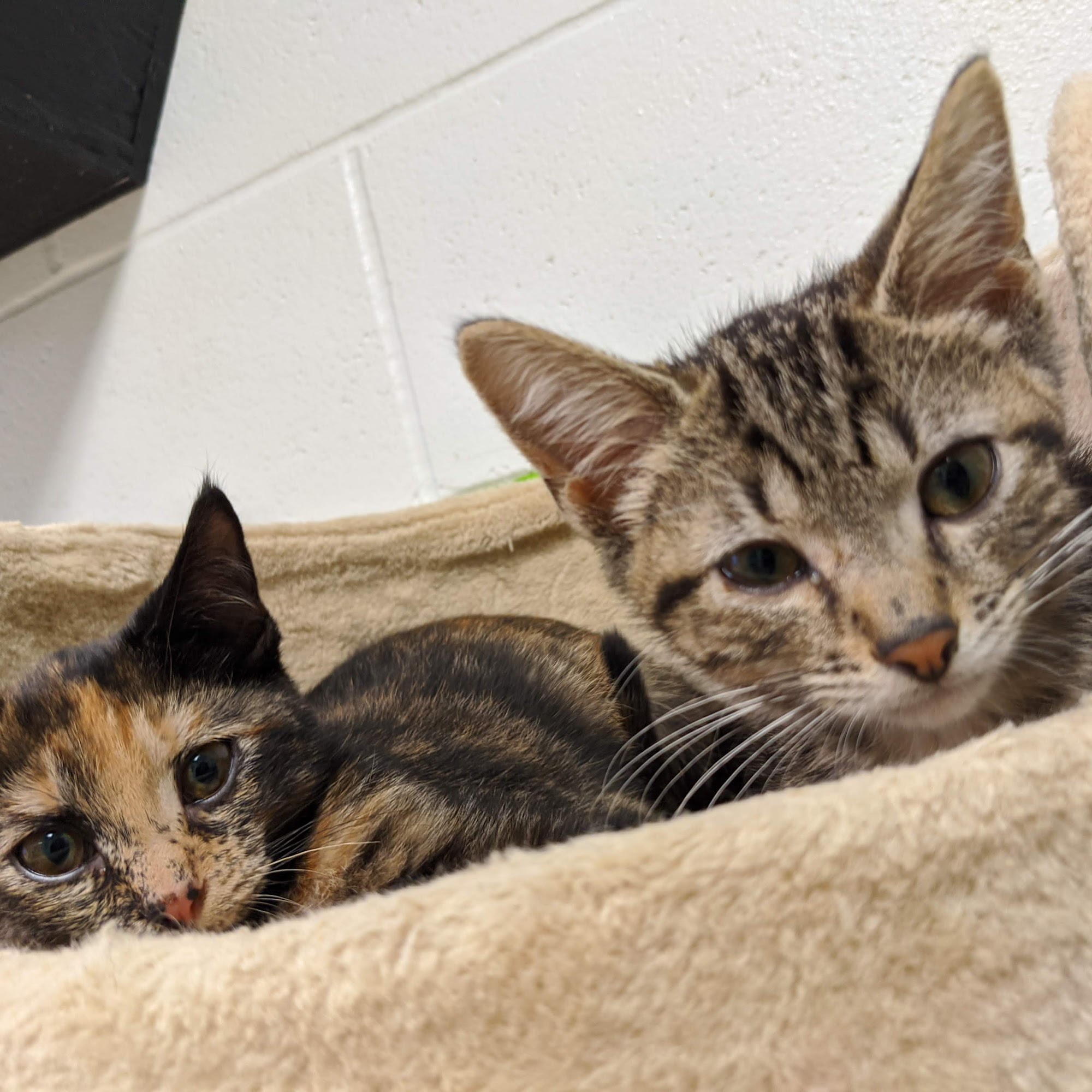 Dubois County Humane Society Jasper