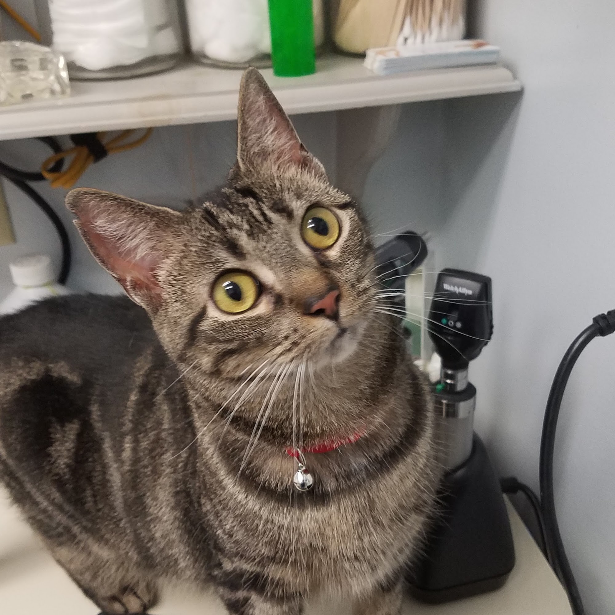 Access Veterinary Care Jeffersonville