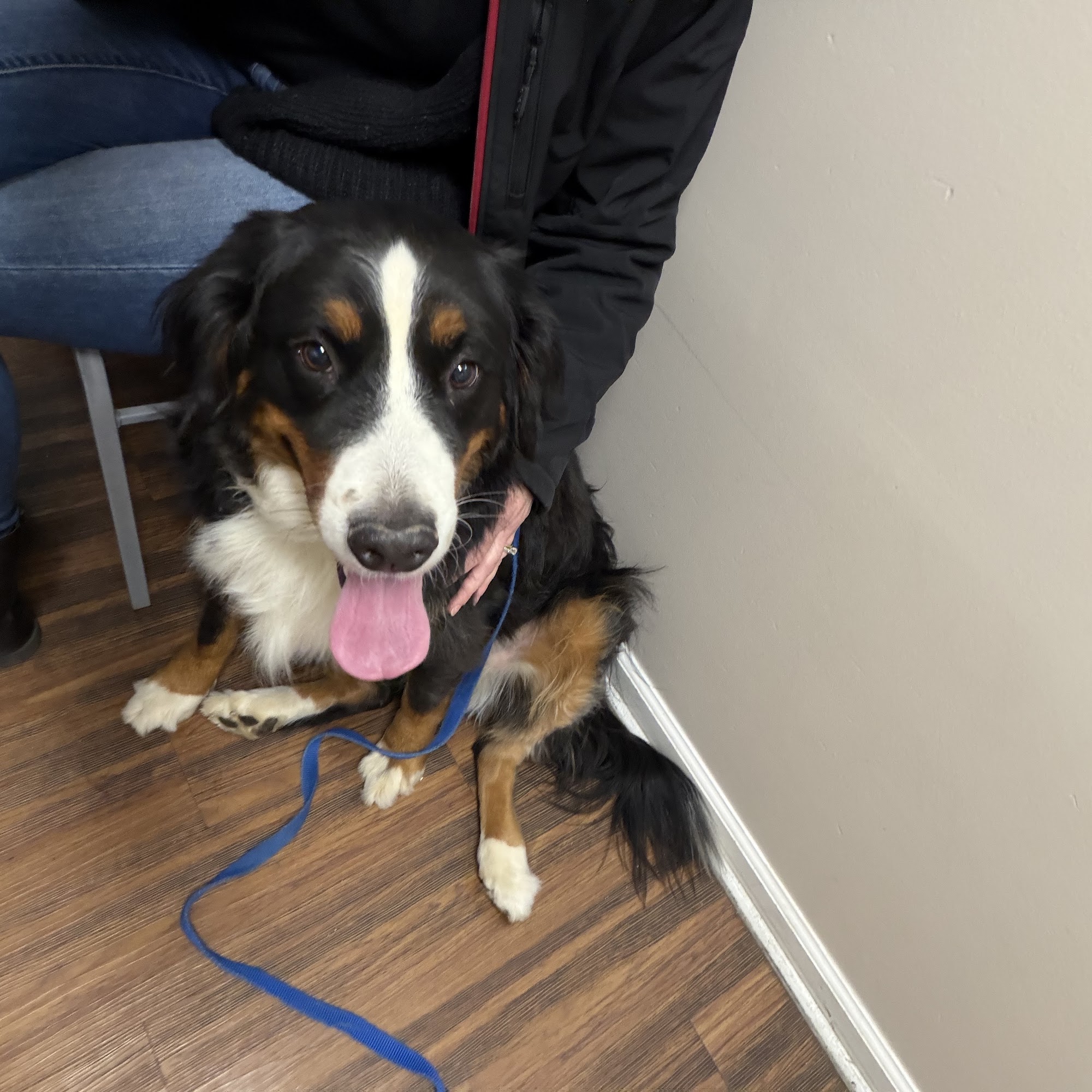 Allison Lane Animal Hospital Jeffersonville