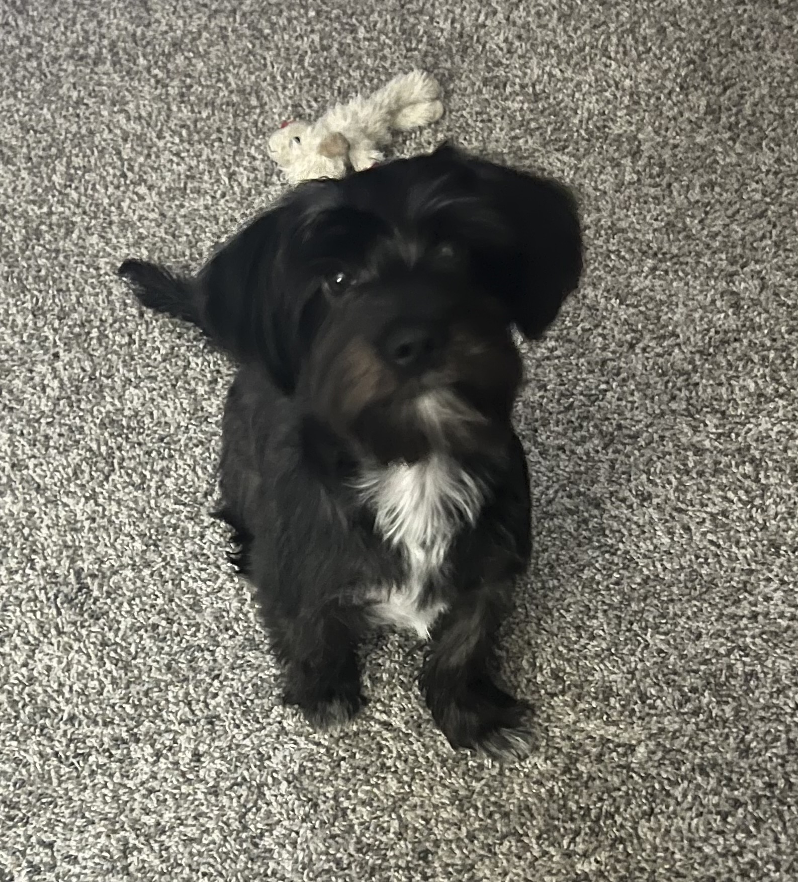 Feeders Pet Supply Grooming Salon Jeffersonville