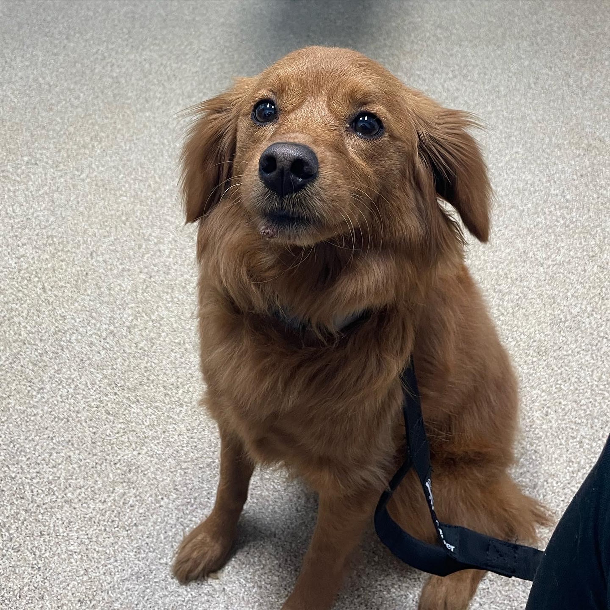 Kendallville Animal Clinic Kendallville