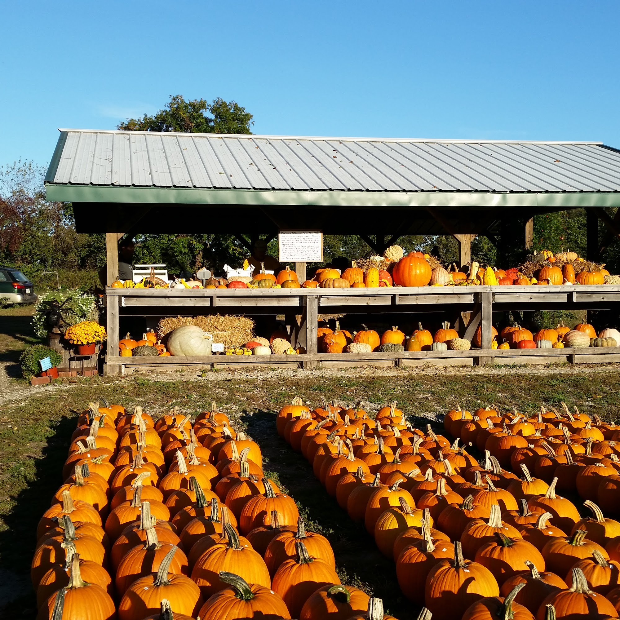 Pearson' s Melon Farms Kingman