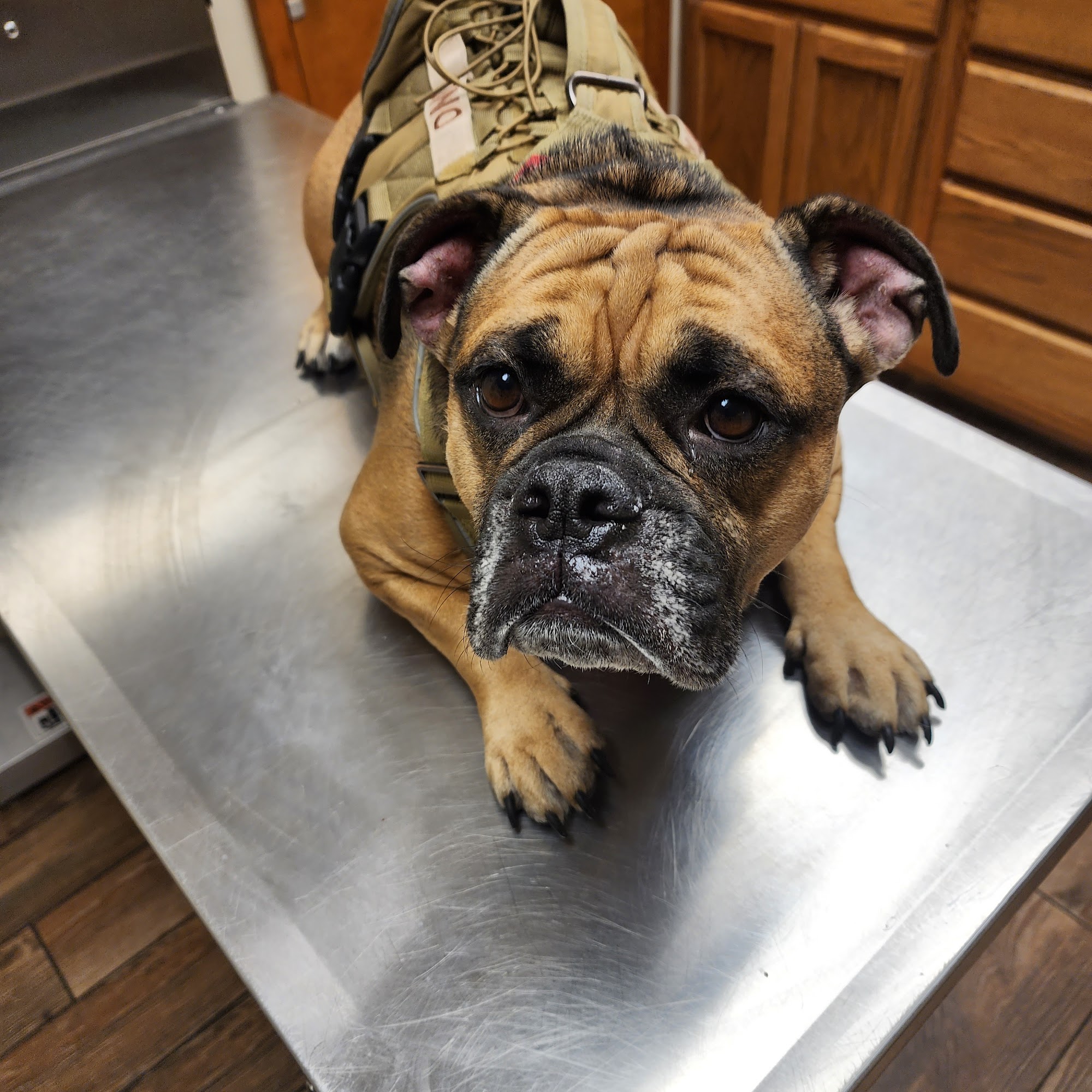 Knox Veterinary Clinic Knox