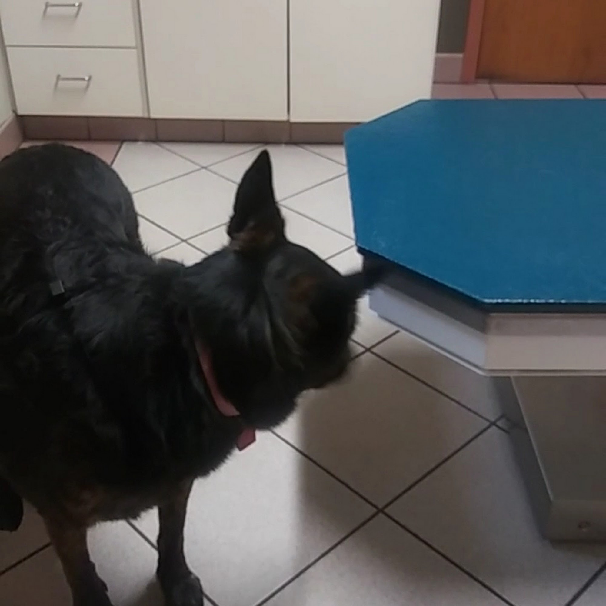 Jefferson Road Animal Hospital Kokomo