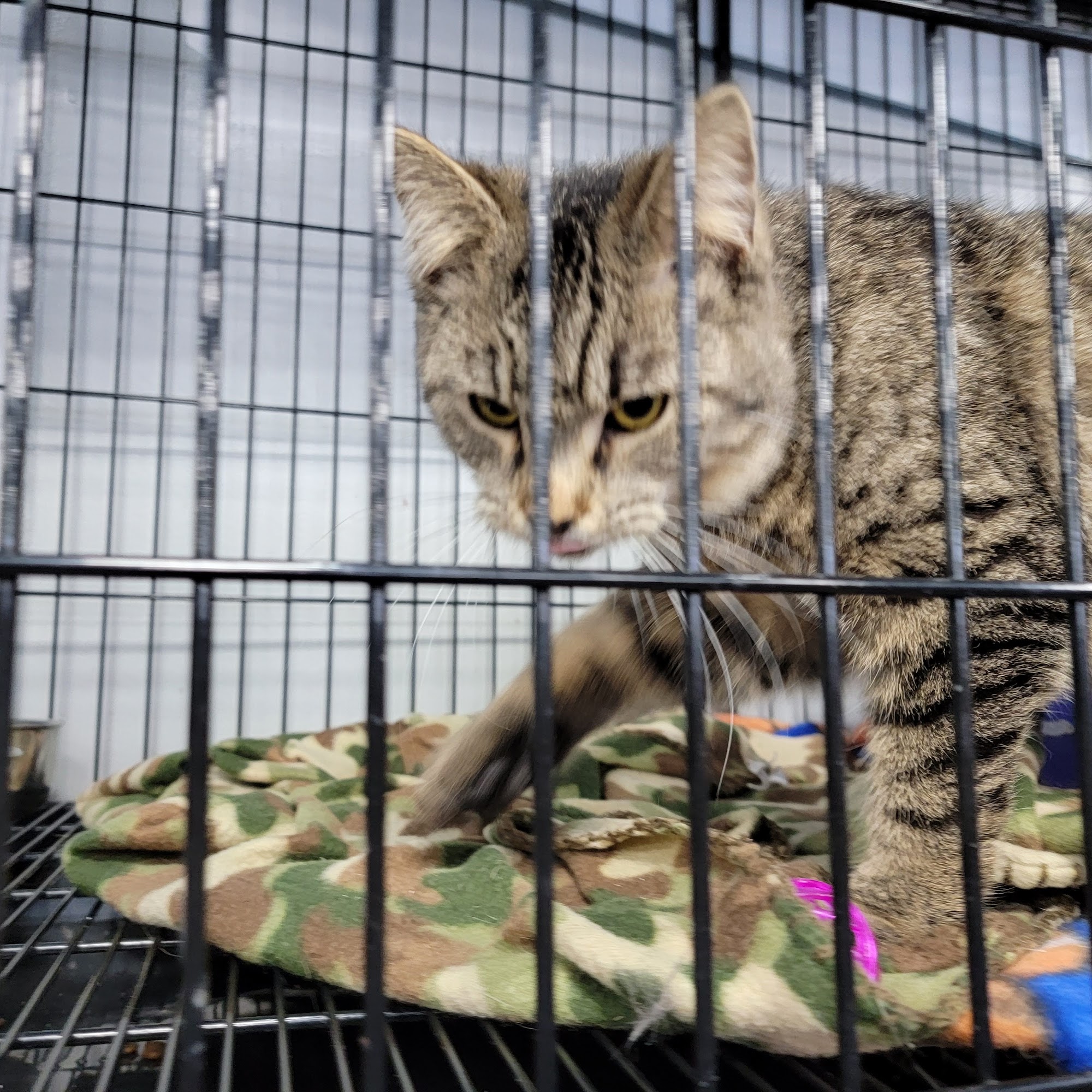 Pet Supplies Plus Kokomo Kokomo