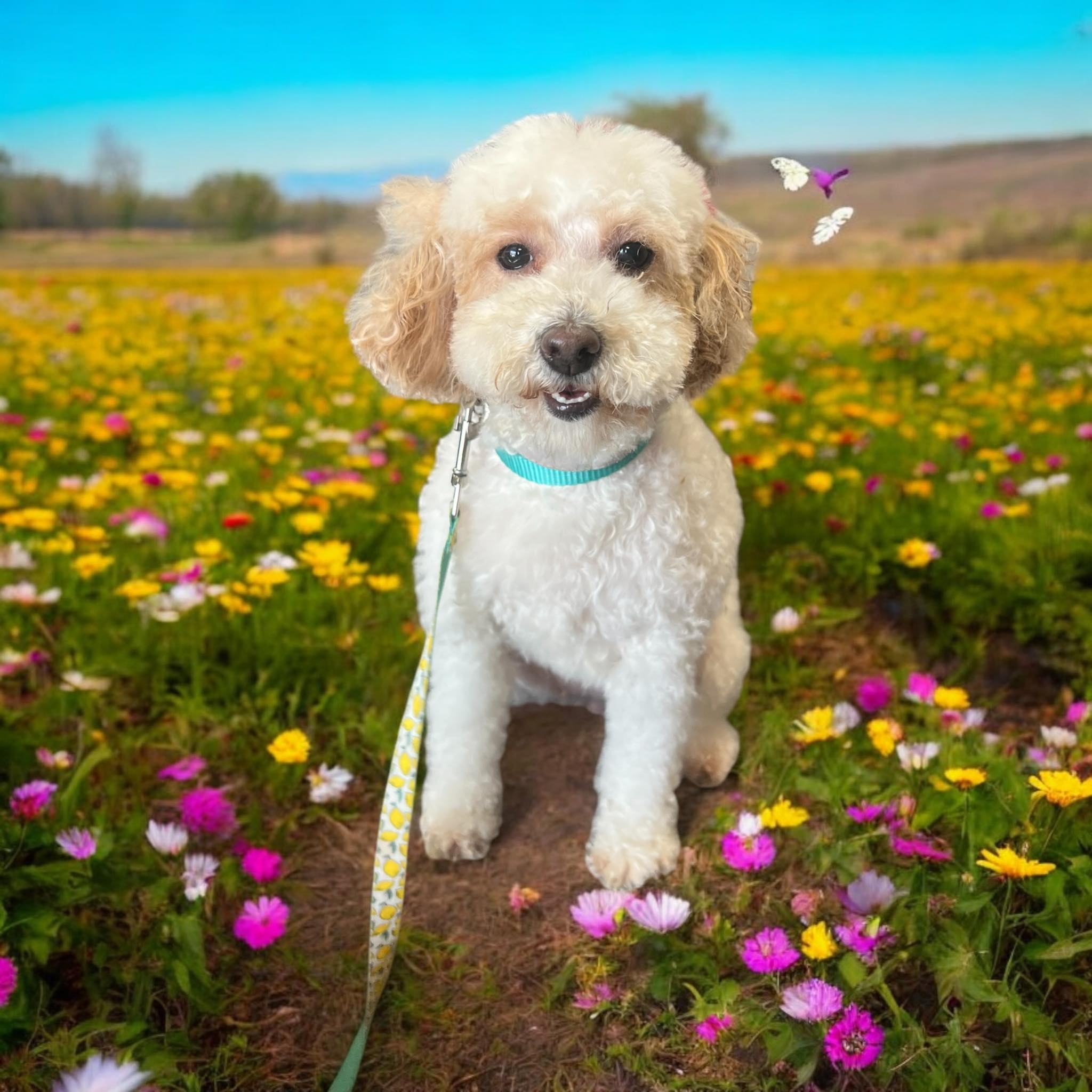 Miss E's Animal Retreat Kokomo
