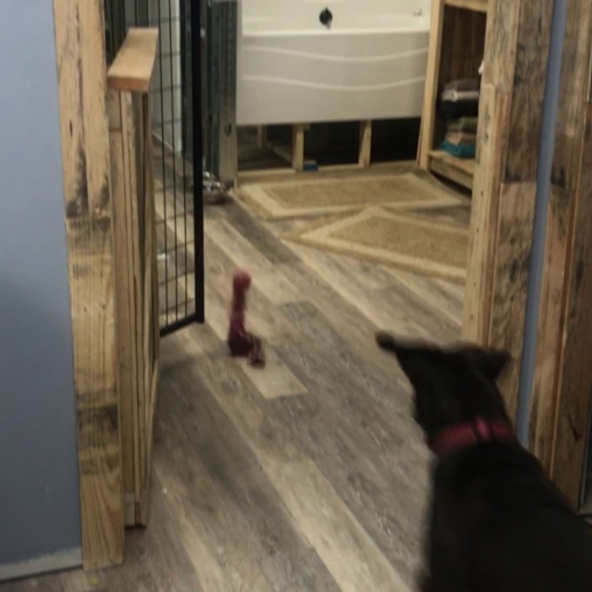 Miss E's Animal Retreat Kokomo