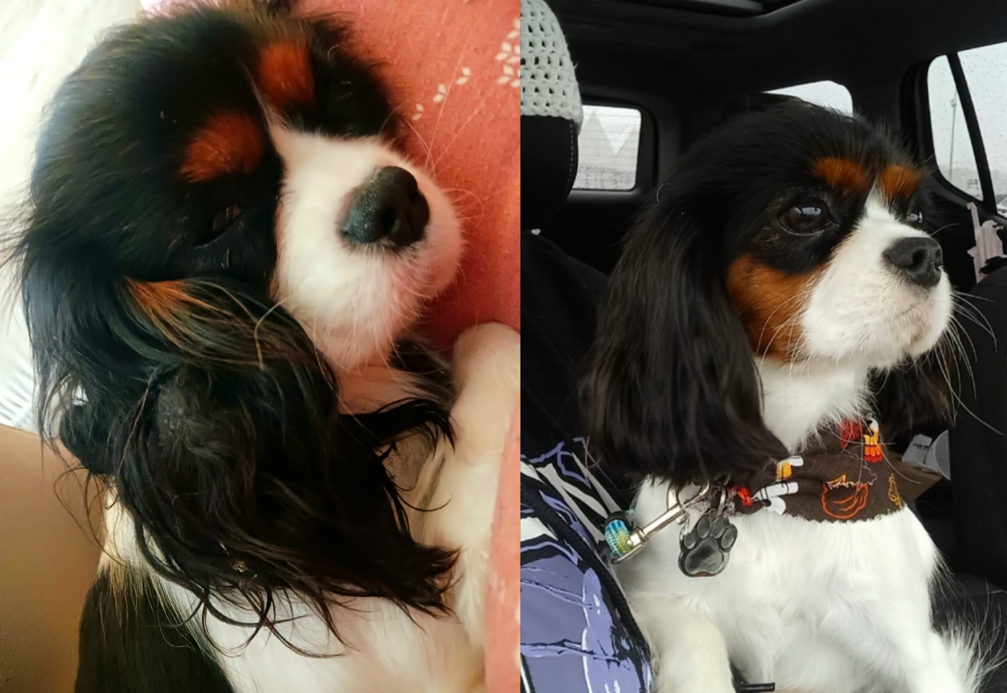 A Special Touch Grooming and Academy Kokomo