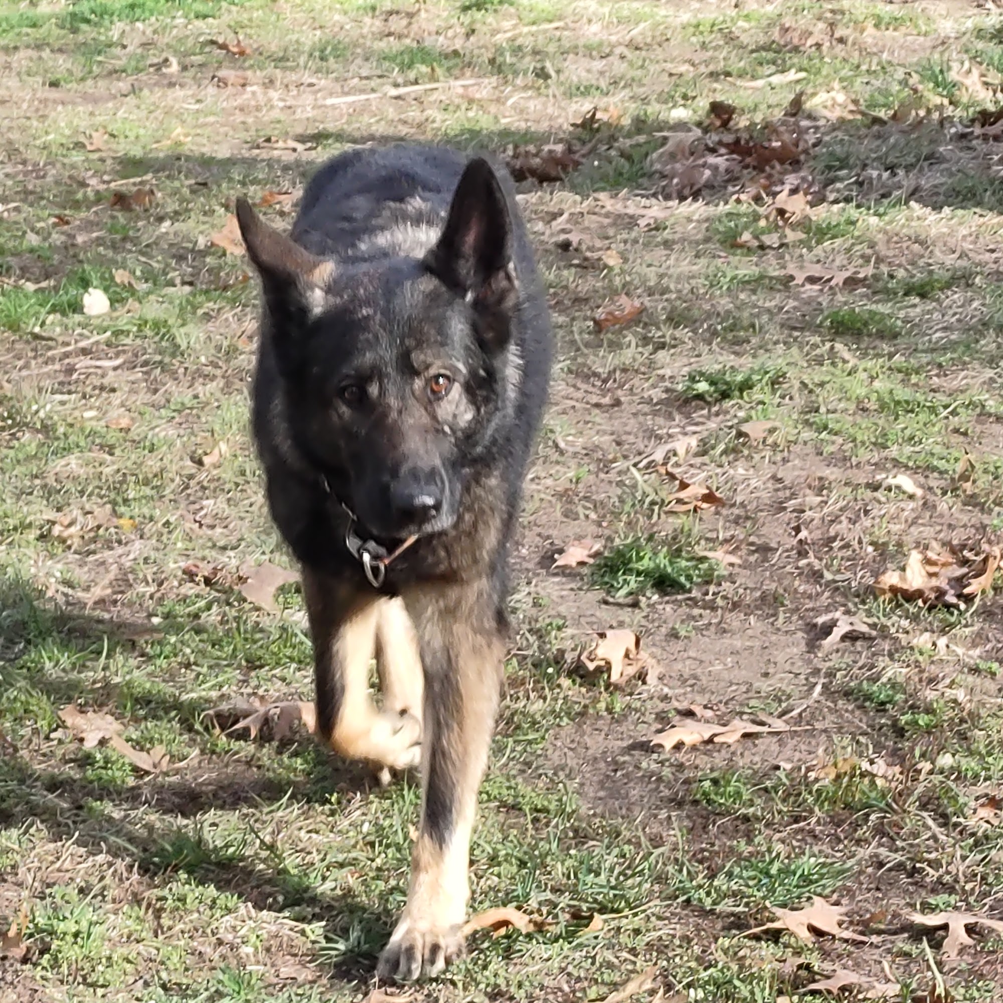 All Creature Features Animal Hospital La Porte