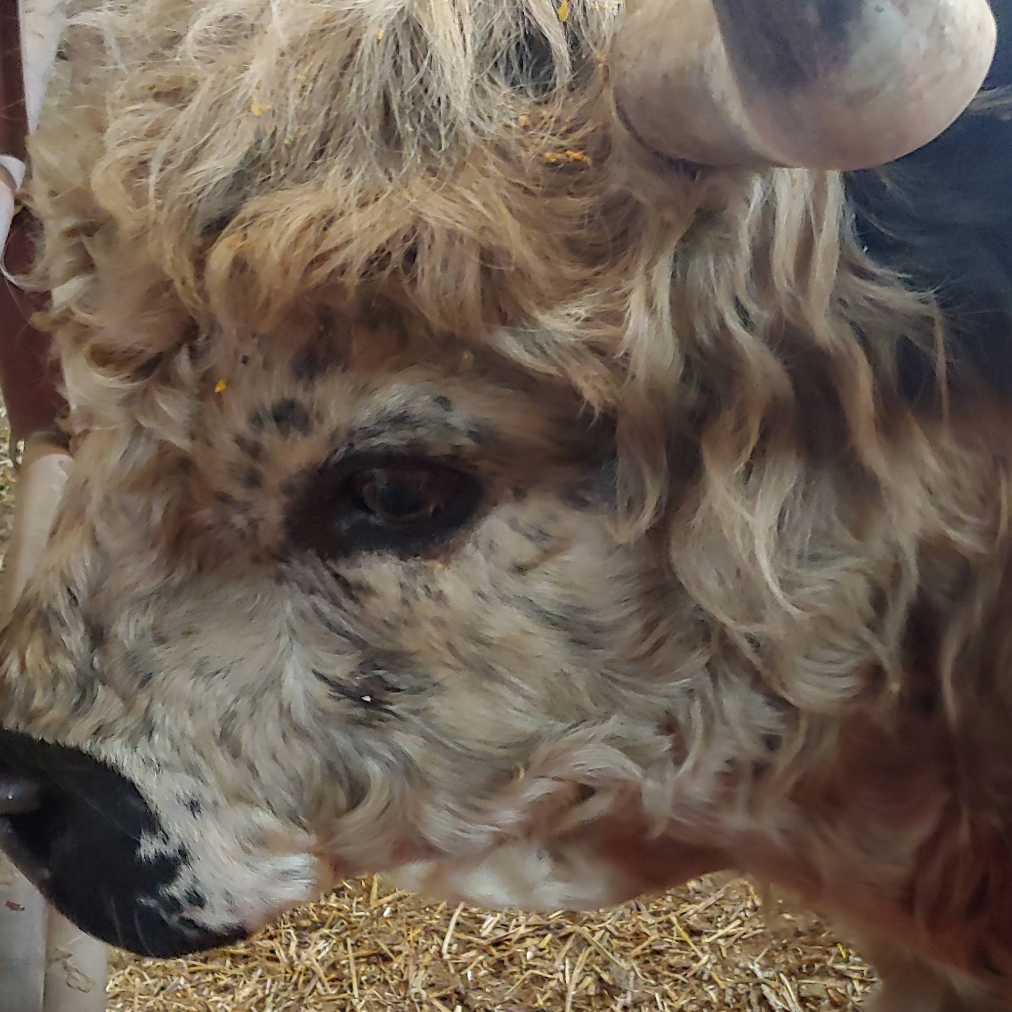 Shireman Veterinary Services La Porte