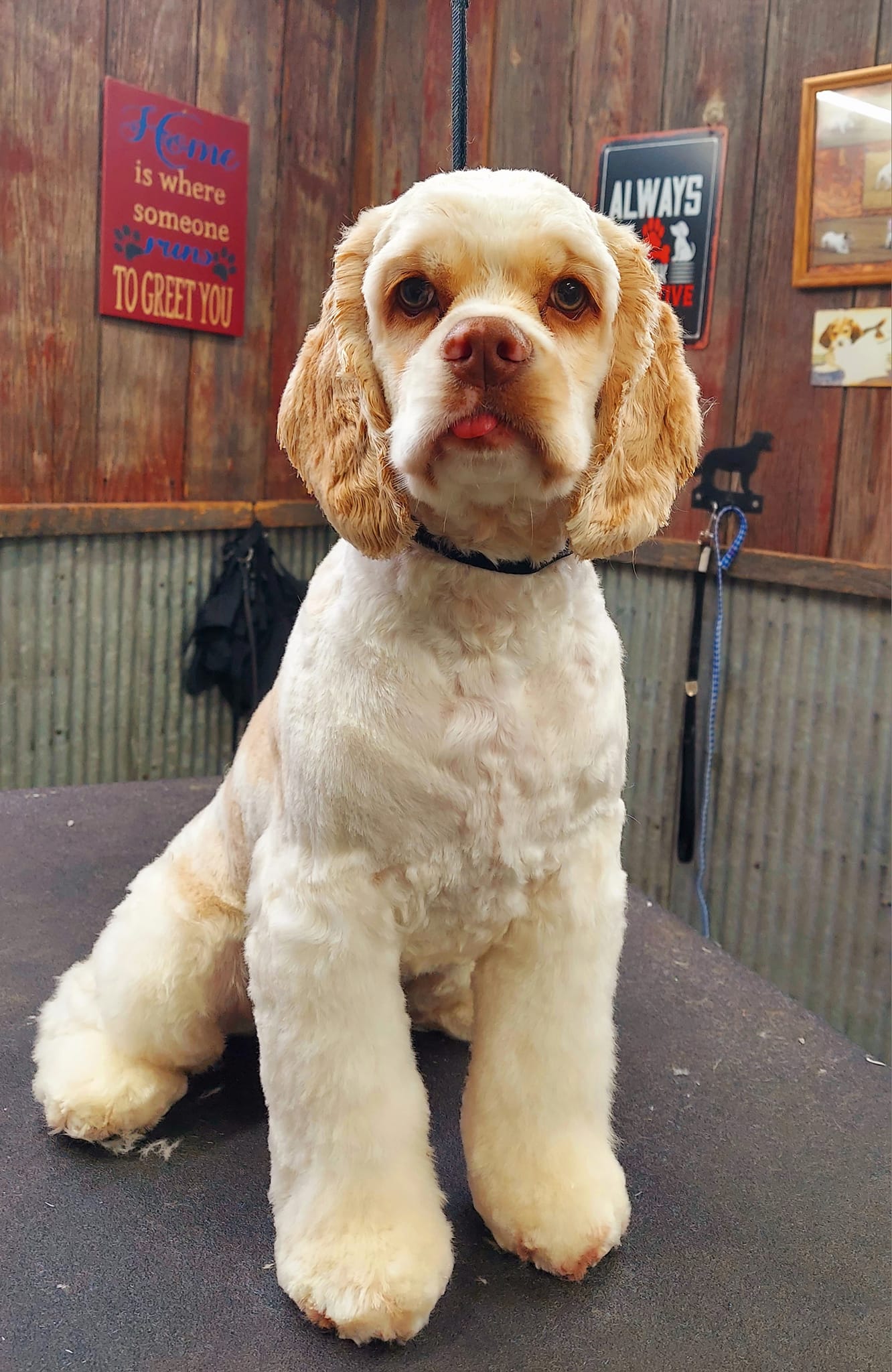 Critter Country Dog Grooming La Porte