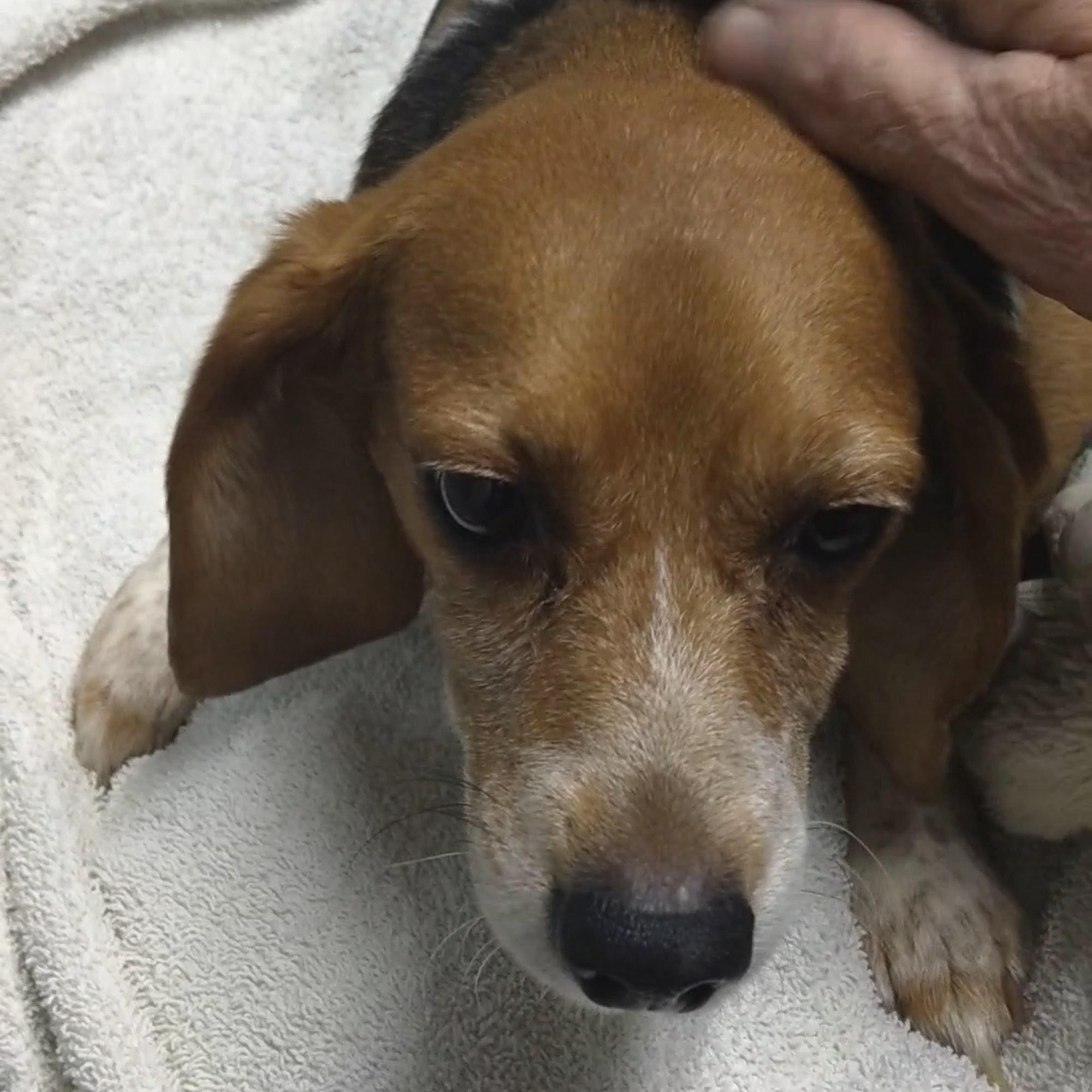 Tippecanoe Animal Hospital Lafayette