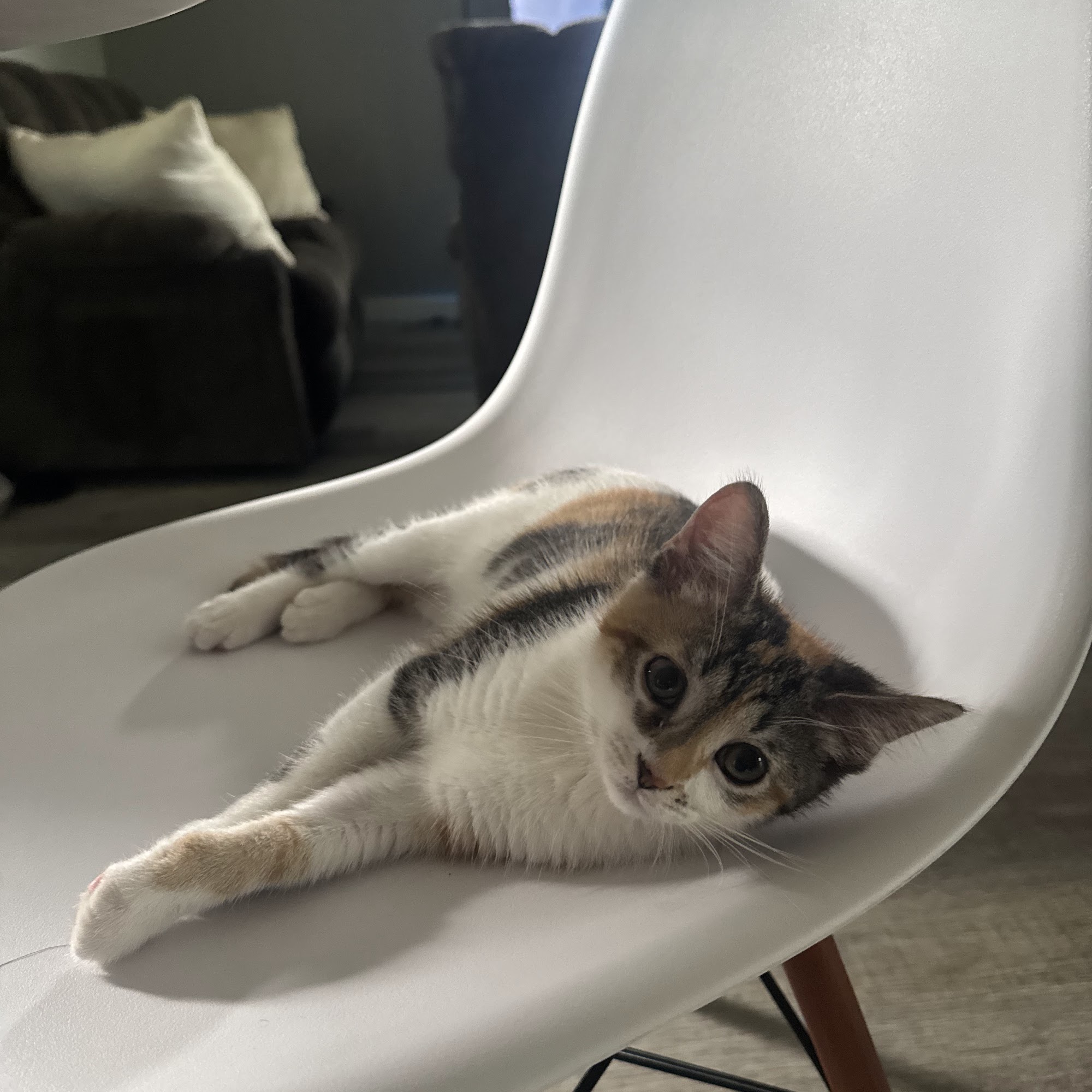 4 Precious Paws Lafayette