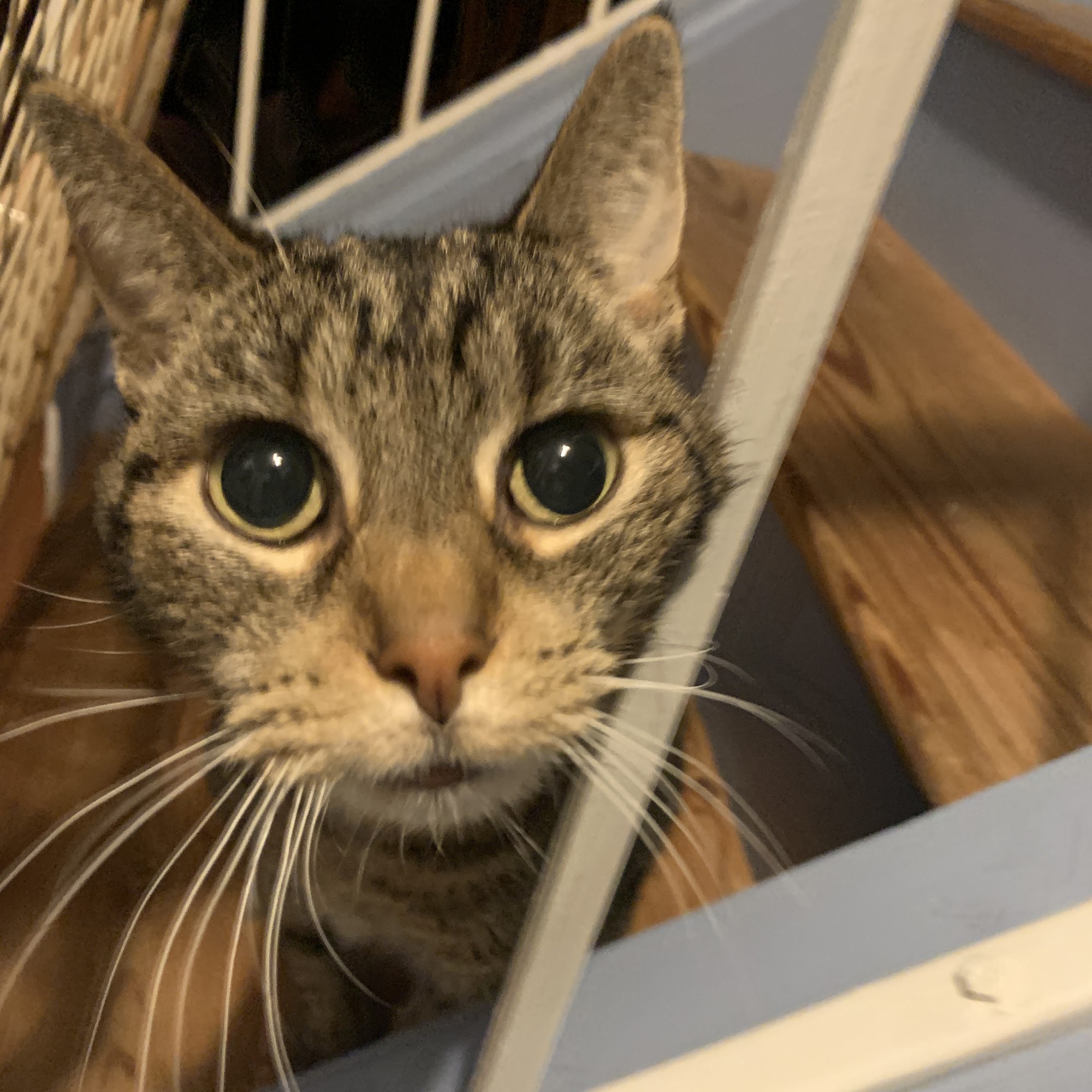 Greater Lafayette Cat Hospital Lafayette