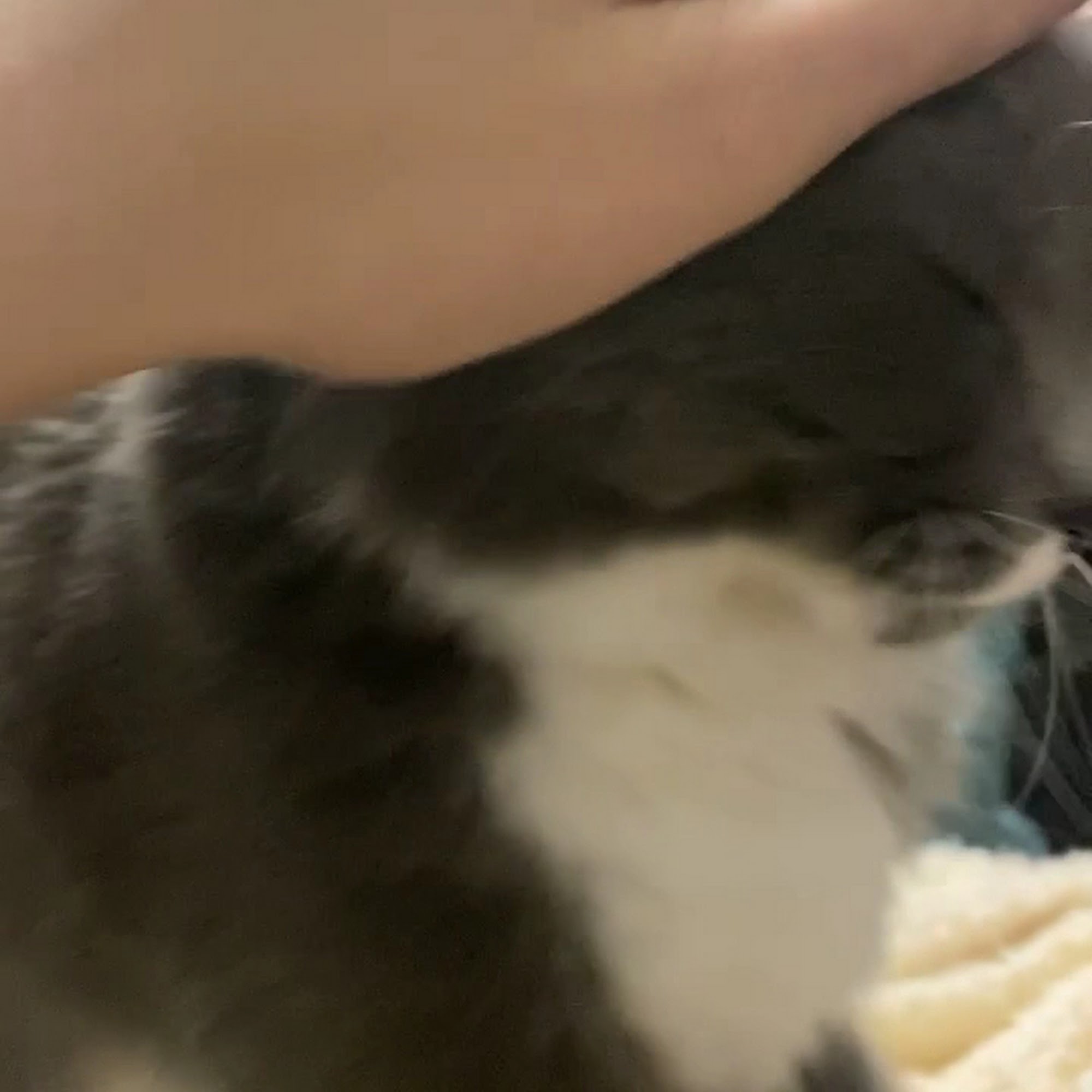 Almost Home Humane Society Lafayette