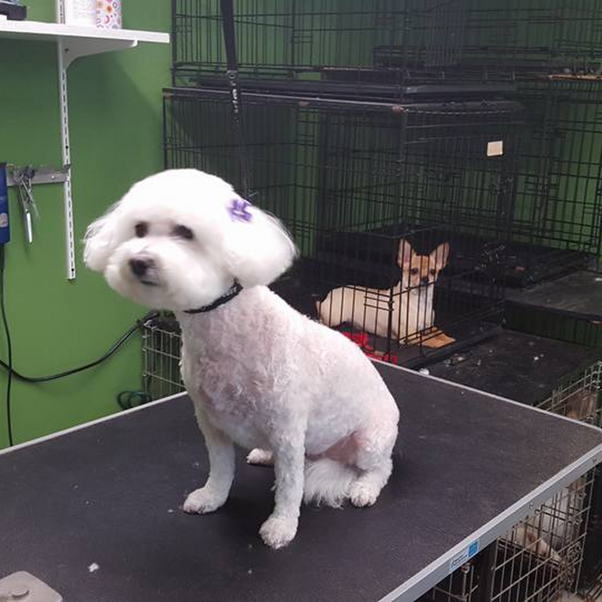 Laura's Pet Grooming Lafayette