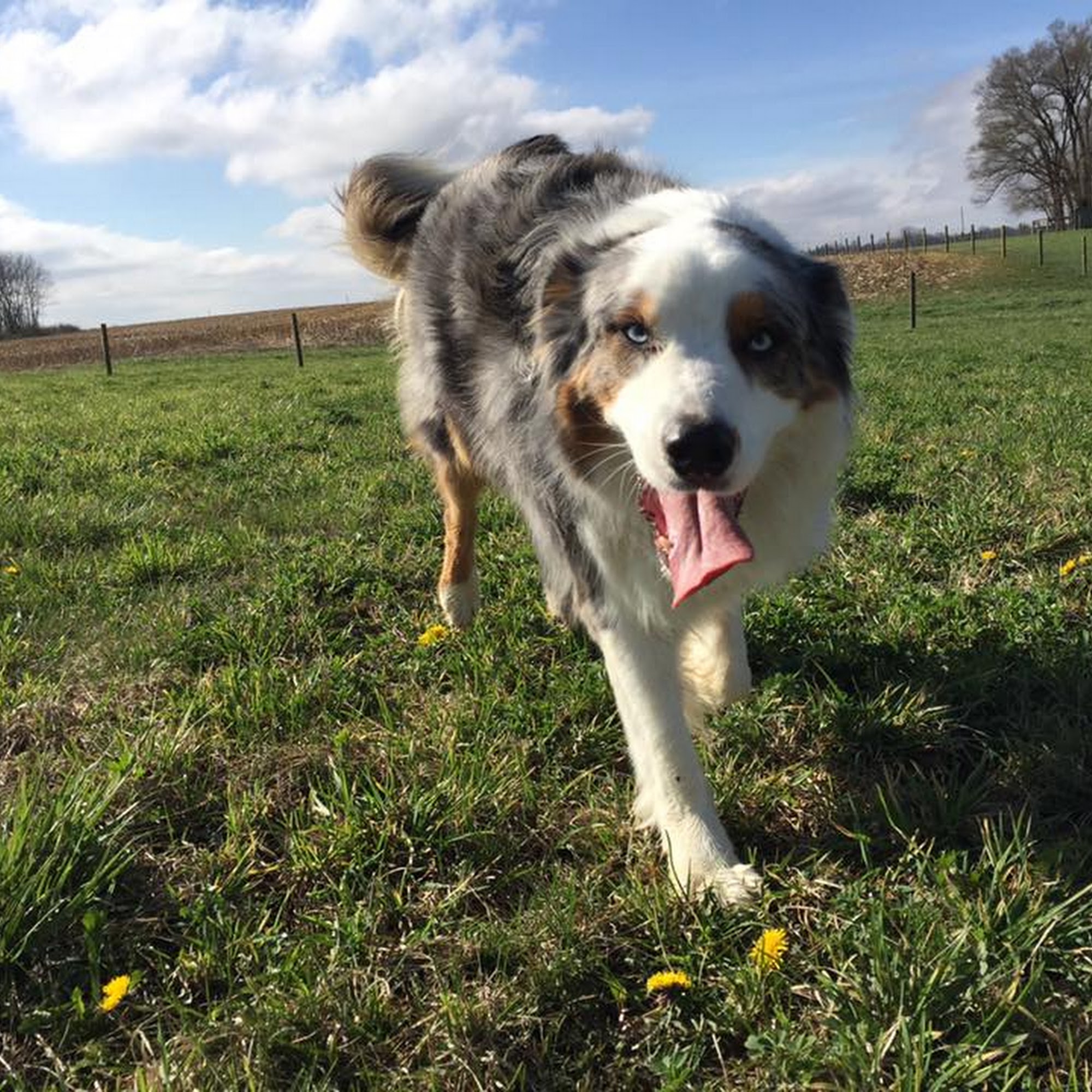 Seneca Pet Care, LLC