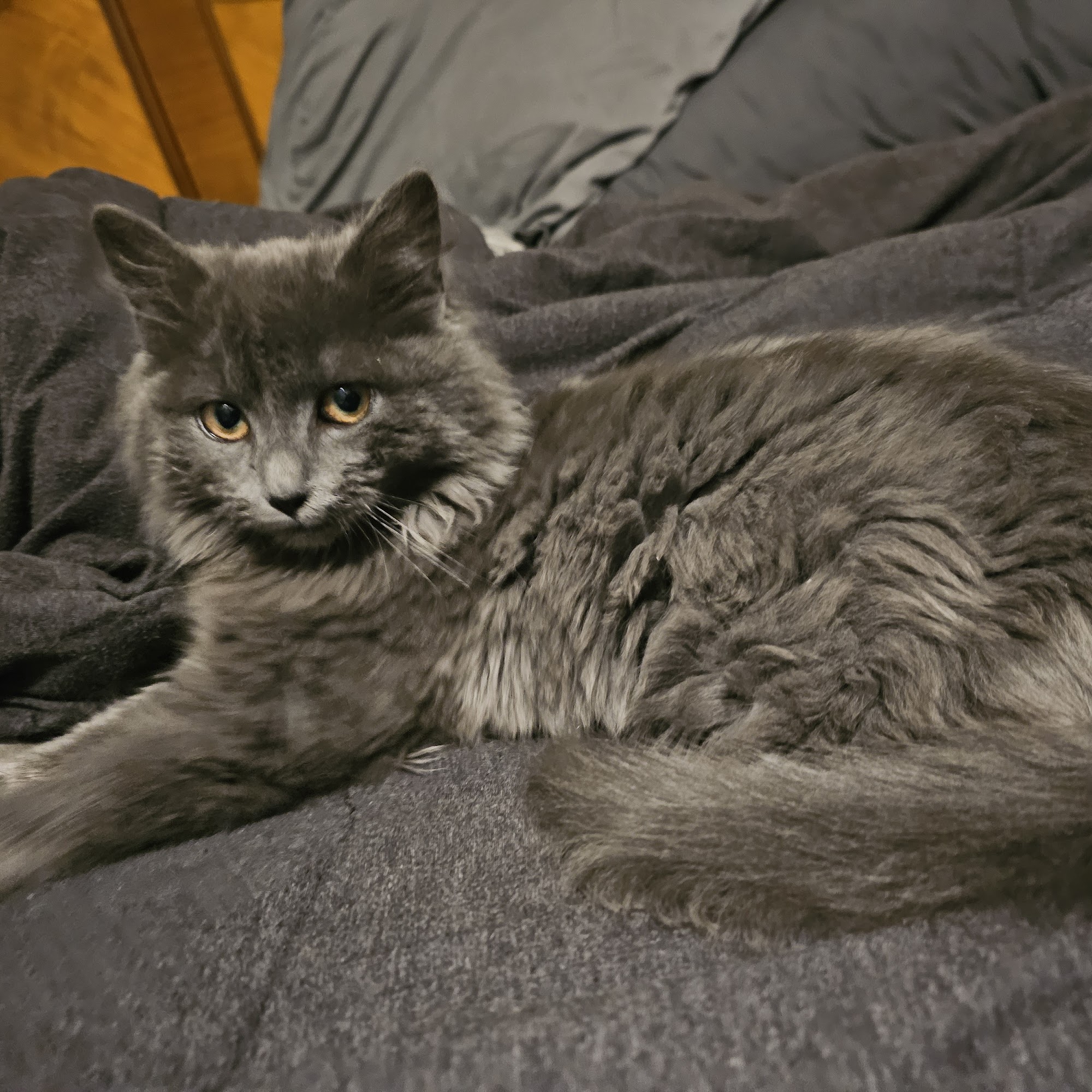 ARK Animal Sanctuary/Ark Animal Rescue LaGrange