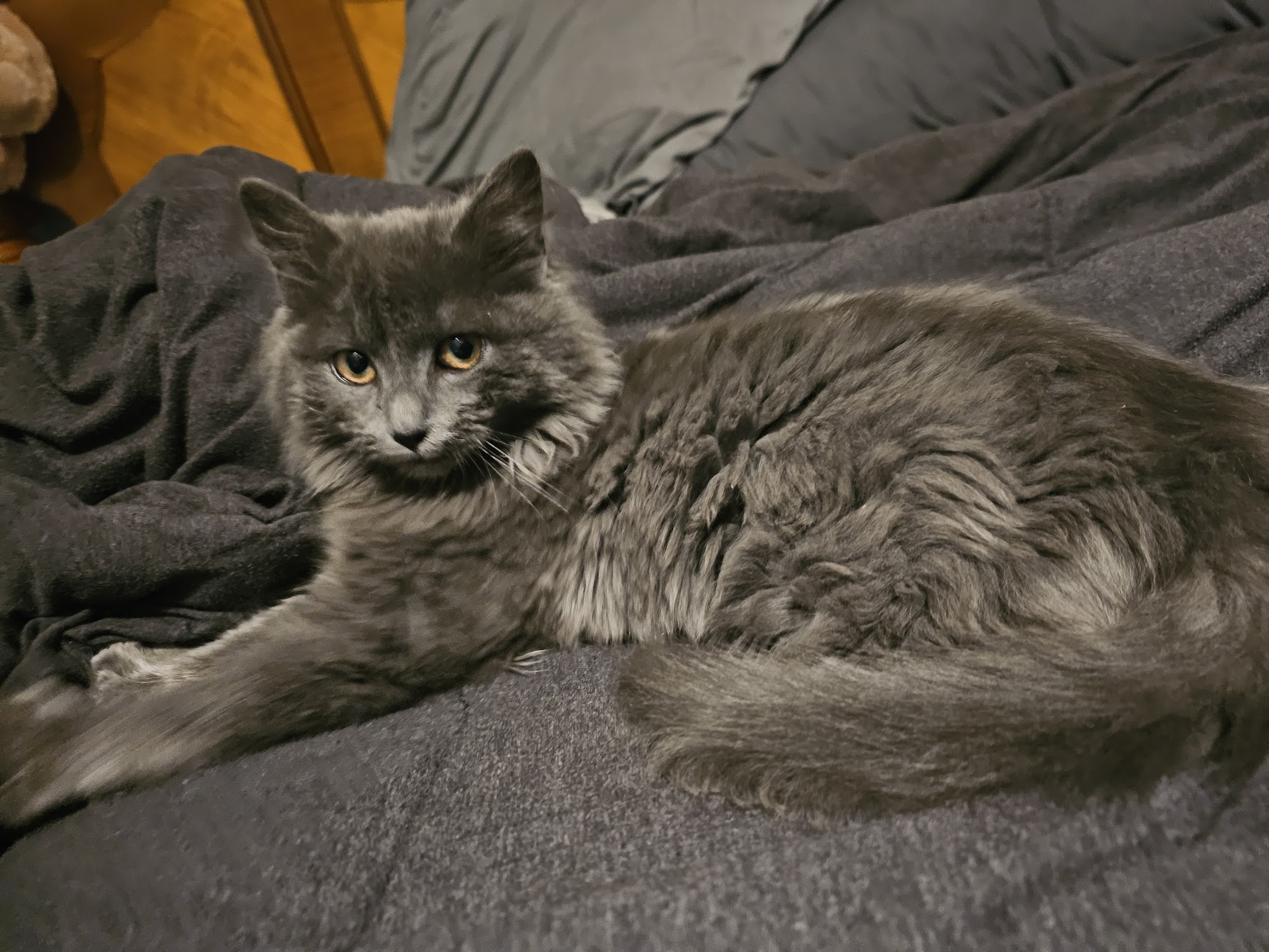 ARK Animal Sanctuary/Ark Animal Rescue LaGrange