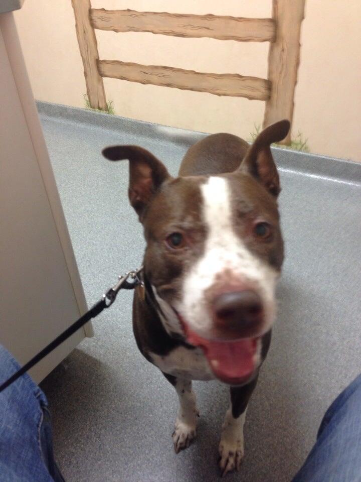 Bright Veterinary Clinic Lawrenceburg