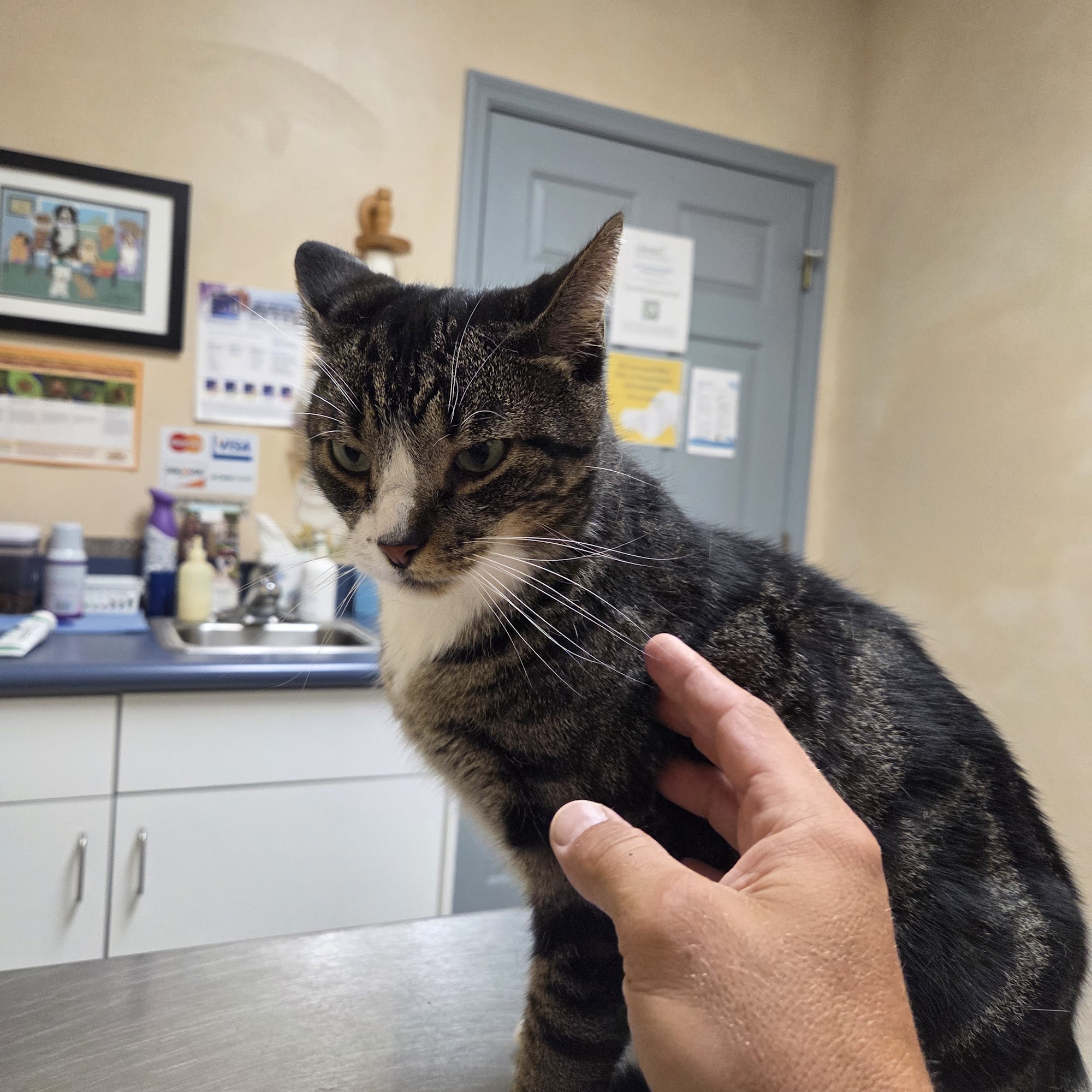 Bright Veterinary Clinic Lawrenceburg