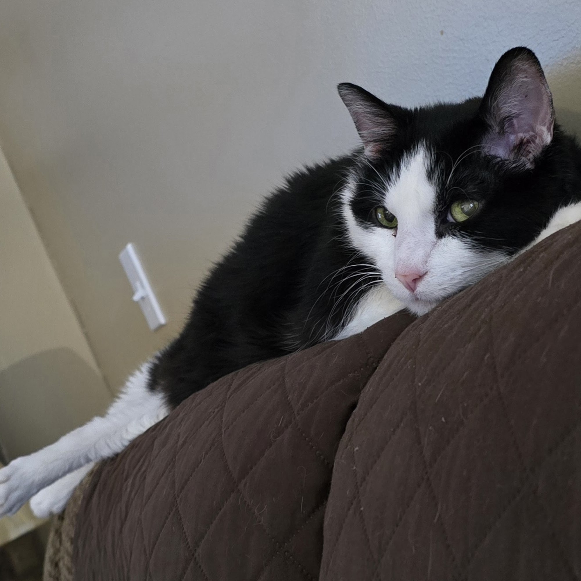 Lawrenceburg Veterinary Clinic Lawrenceburg