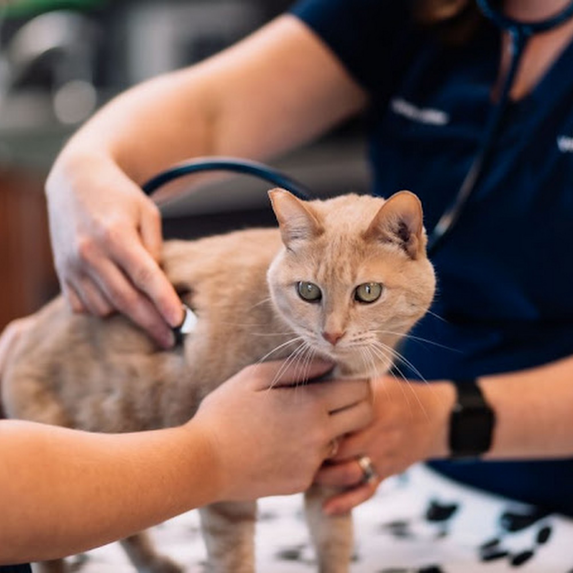 All Animals Veterinary Clinic Lebanon