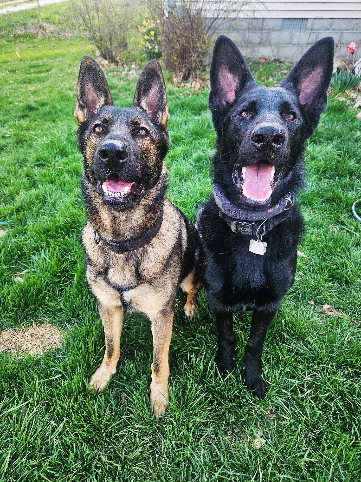 Aydt's Shepherds and Training LLC Linton