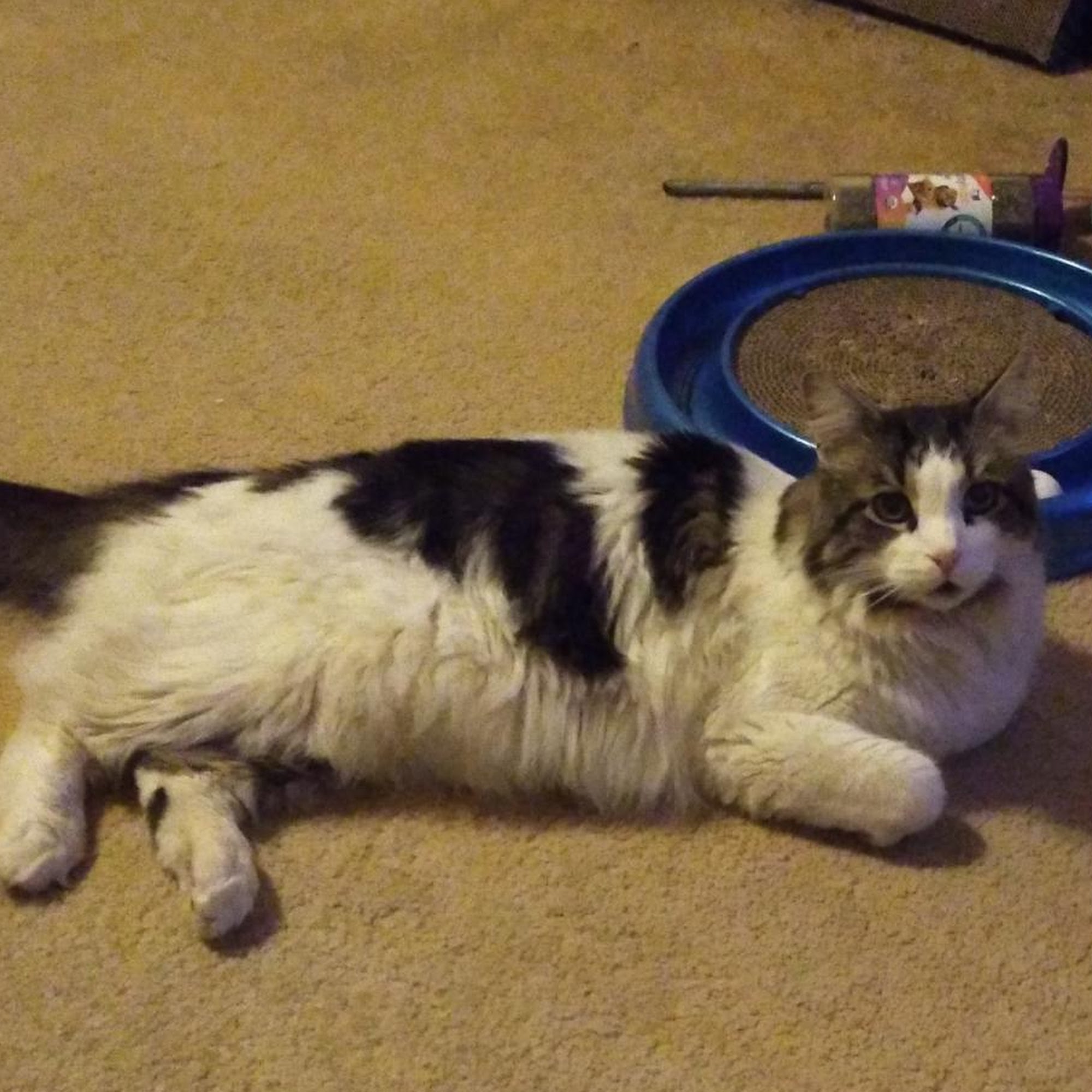 Cass County Animal Hospital Logansport