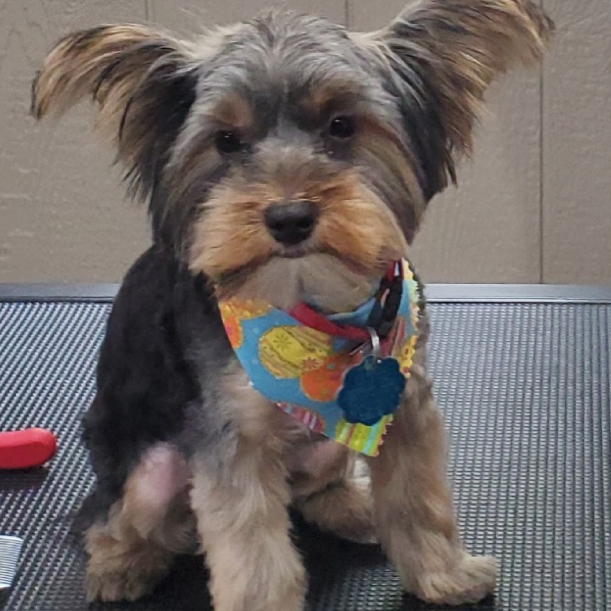 Sami’s Shags N Wags Logansport