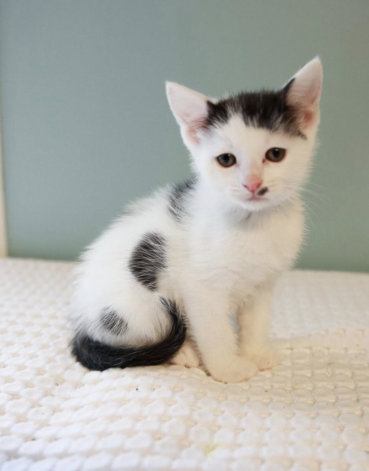Martin County Humane Society Loogootee