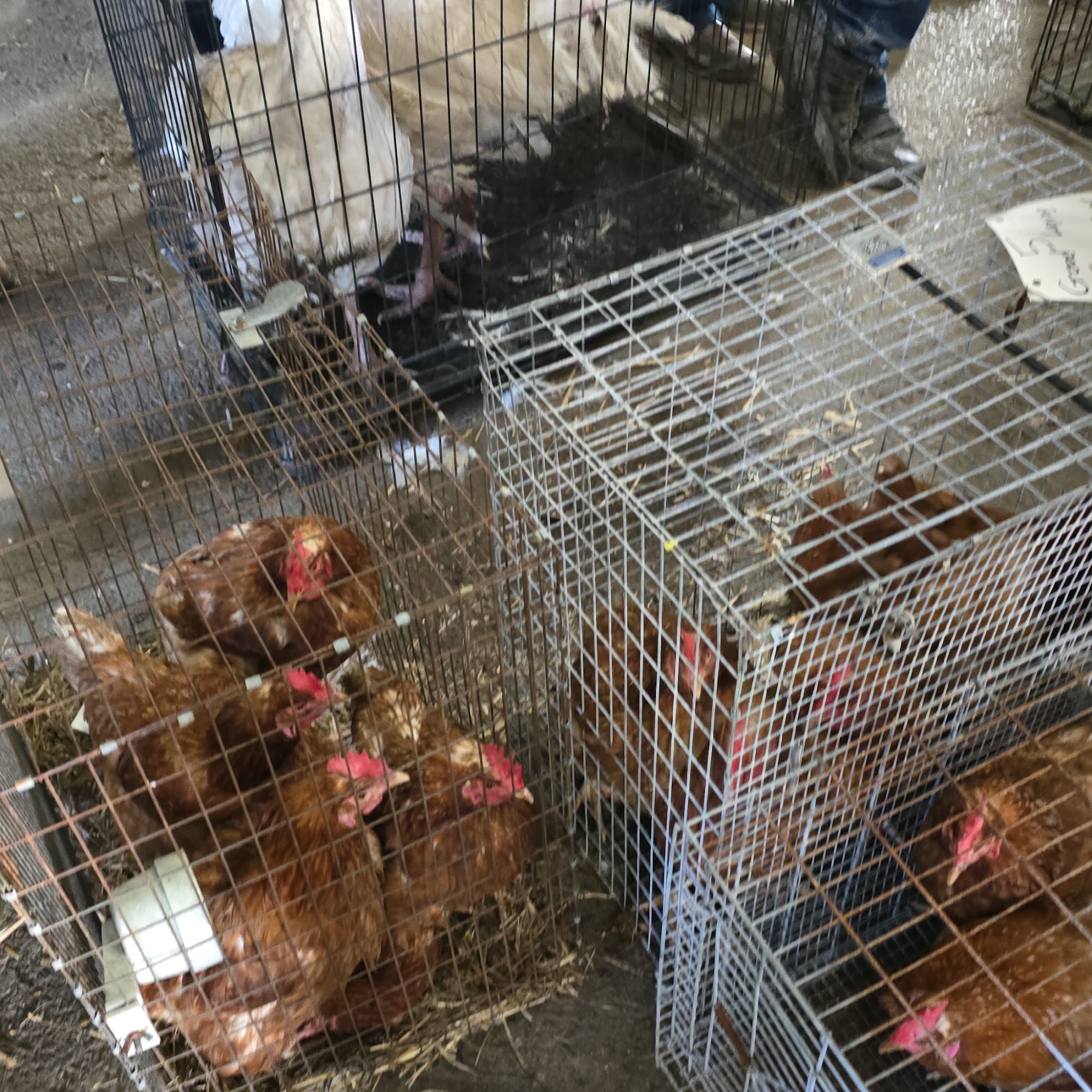 Niemeyer Auction Service Lowell