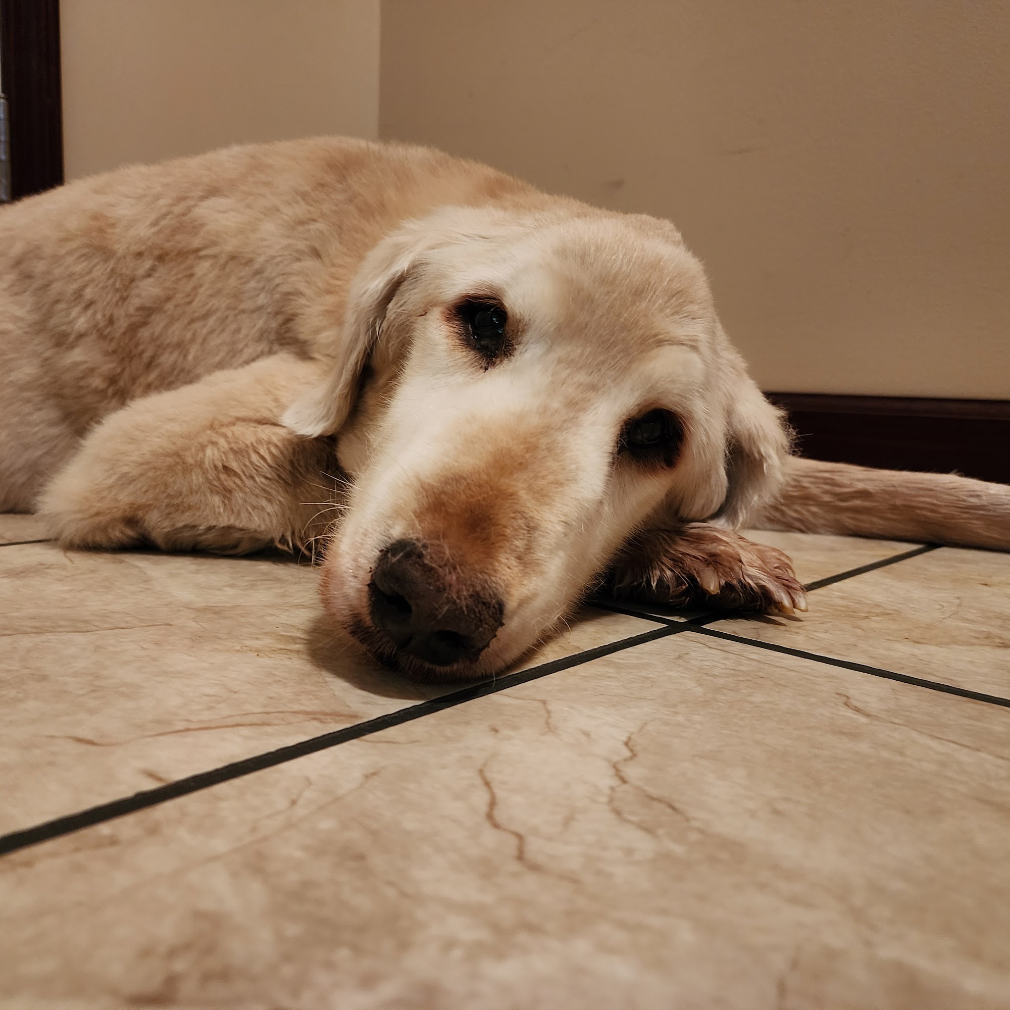 North Madison Veterinary Clinic Madison