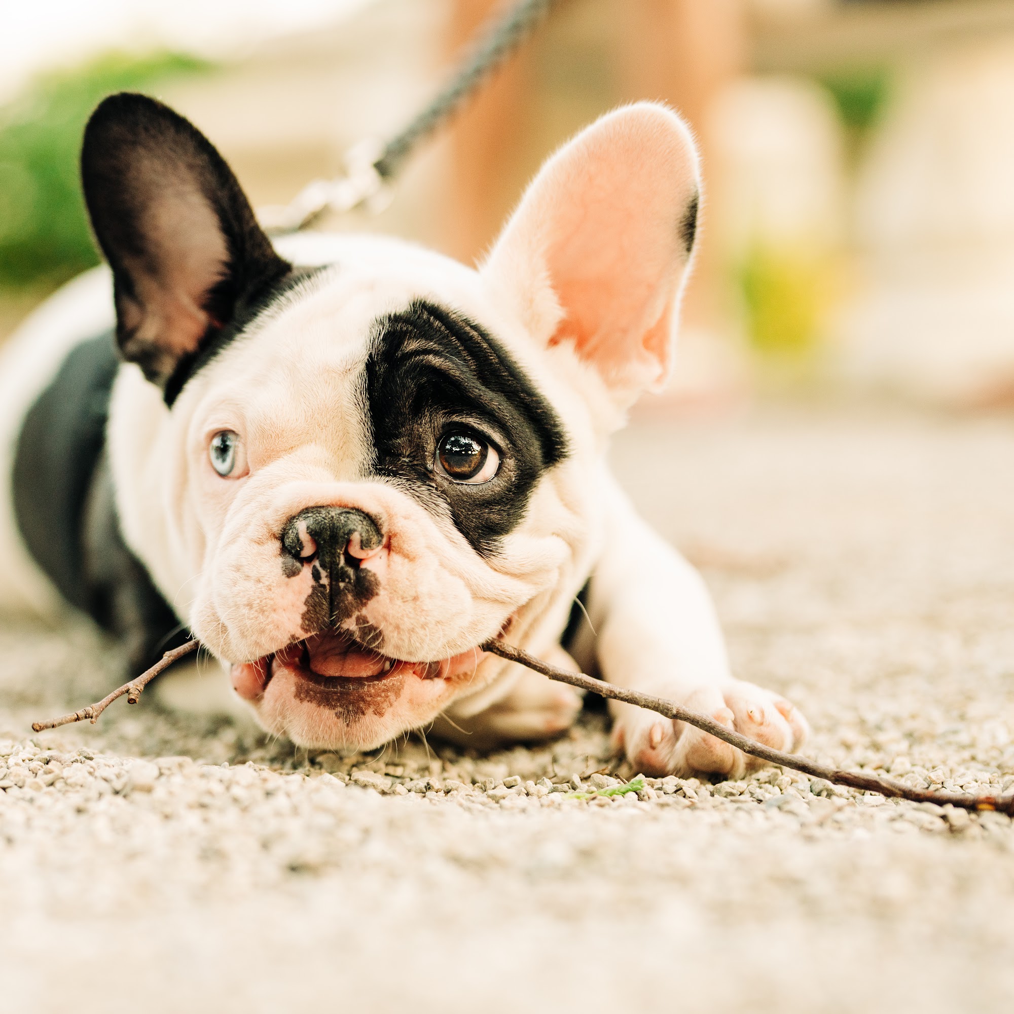 Waltz Animal Clinic Madison