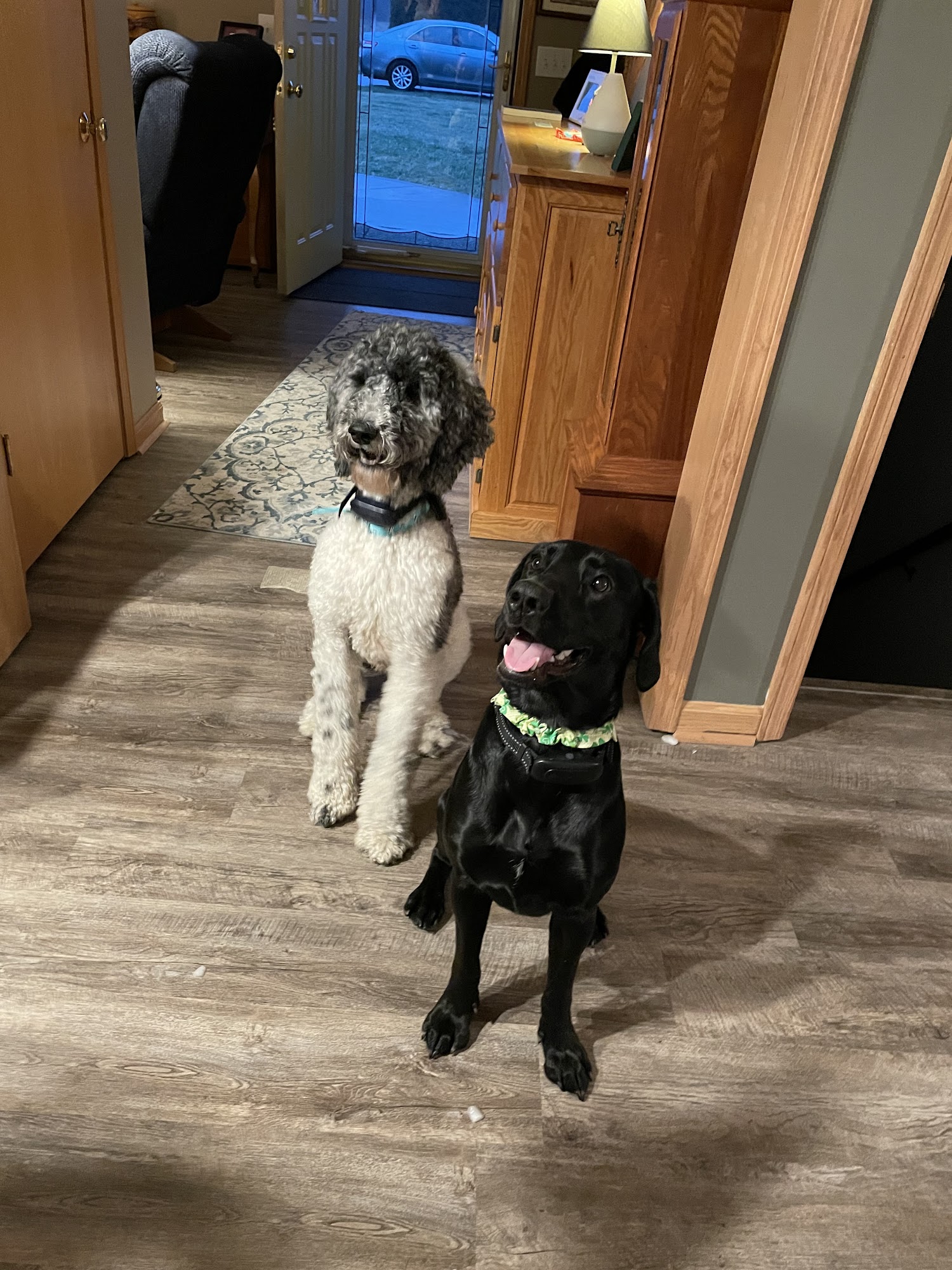 Pet Paradise Boarding & Grooming Madison