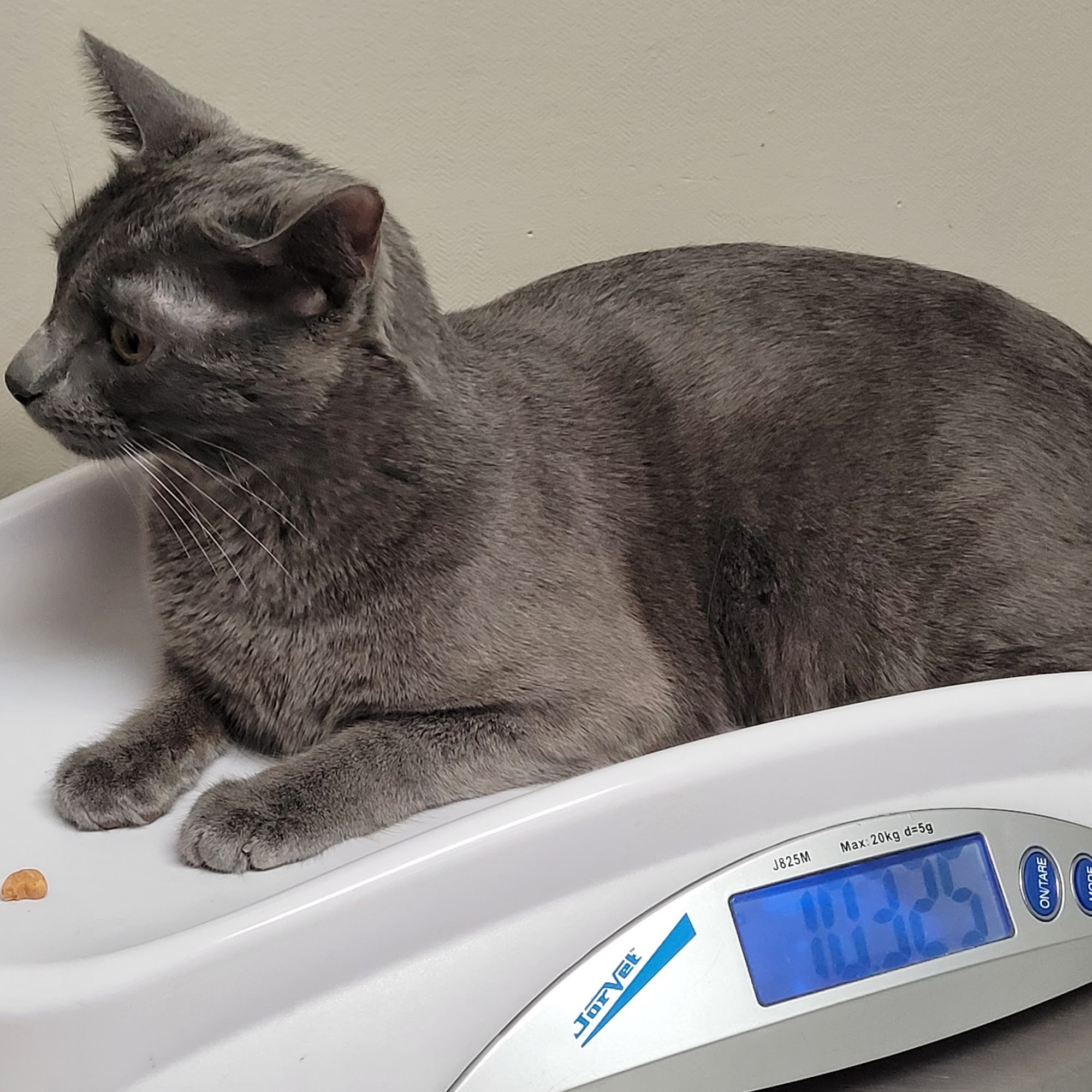 Kem Road Animal Hospital Marion