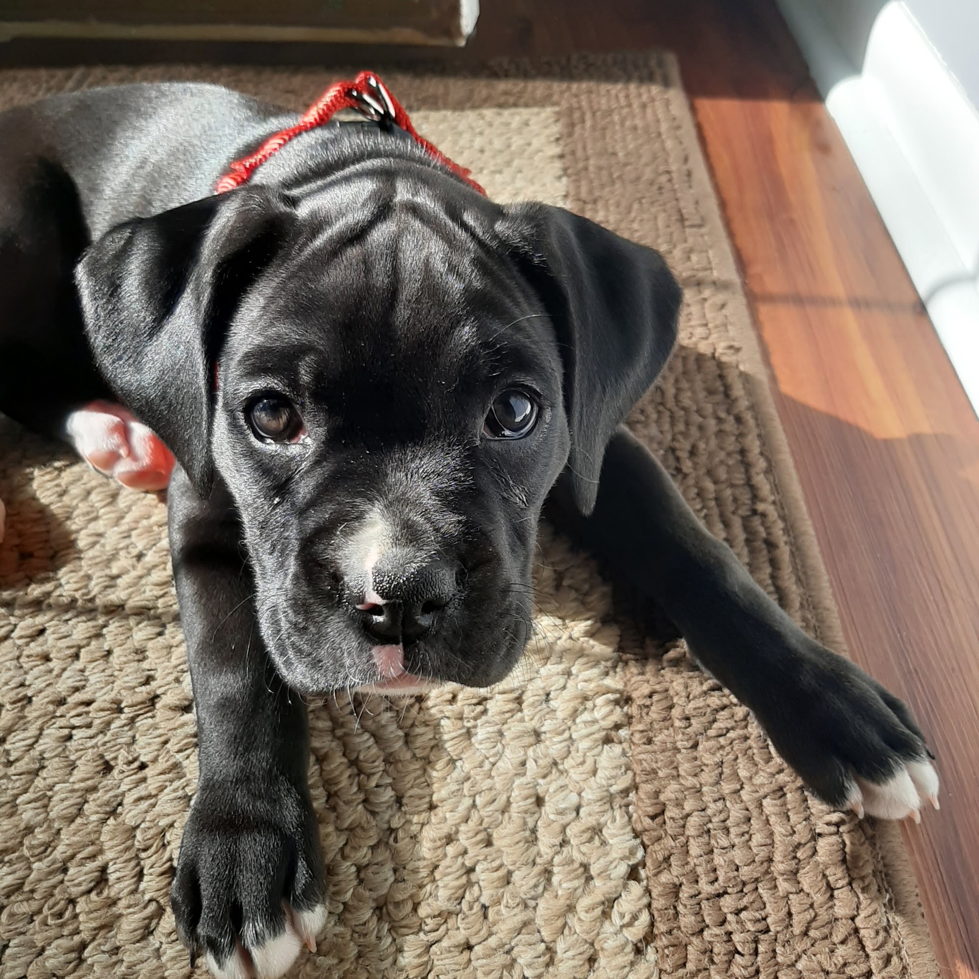 Southway Animal Hospital: Davis Beth DVM Marion