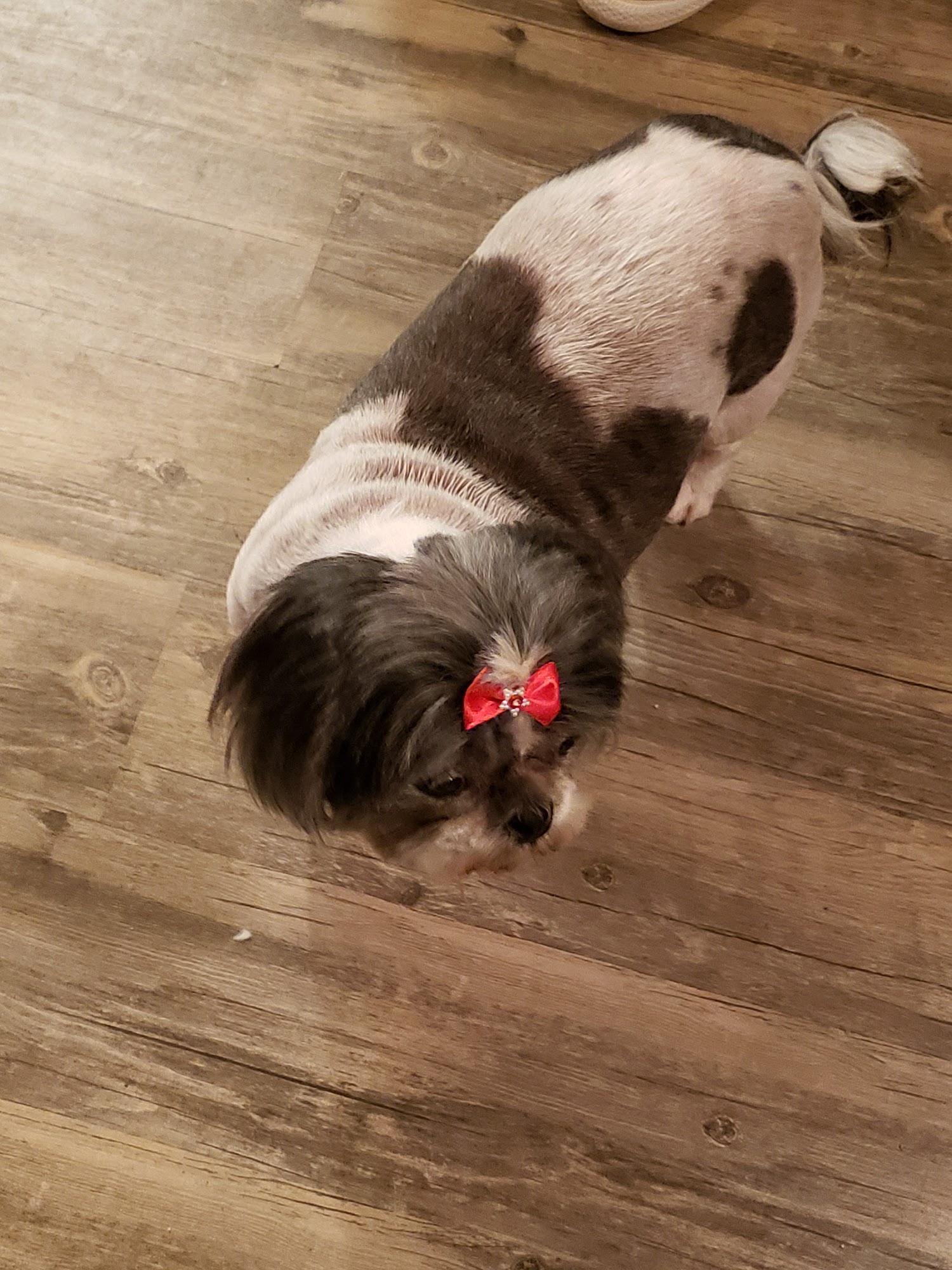 CKS Grooming Salon LLC. Marion