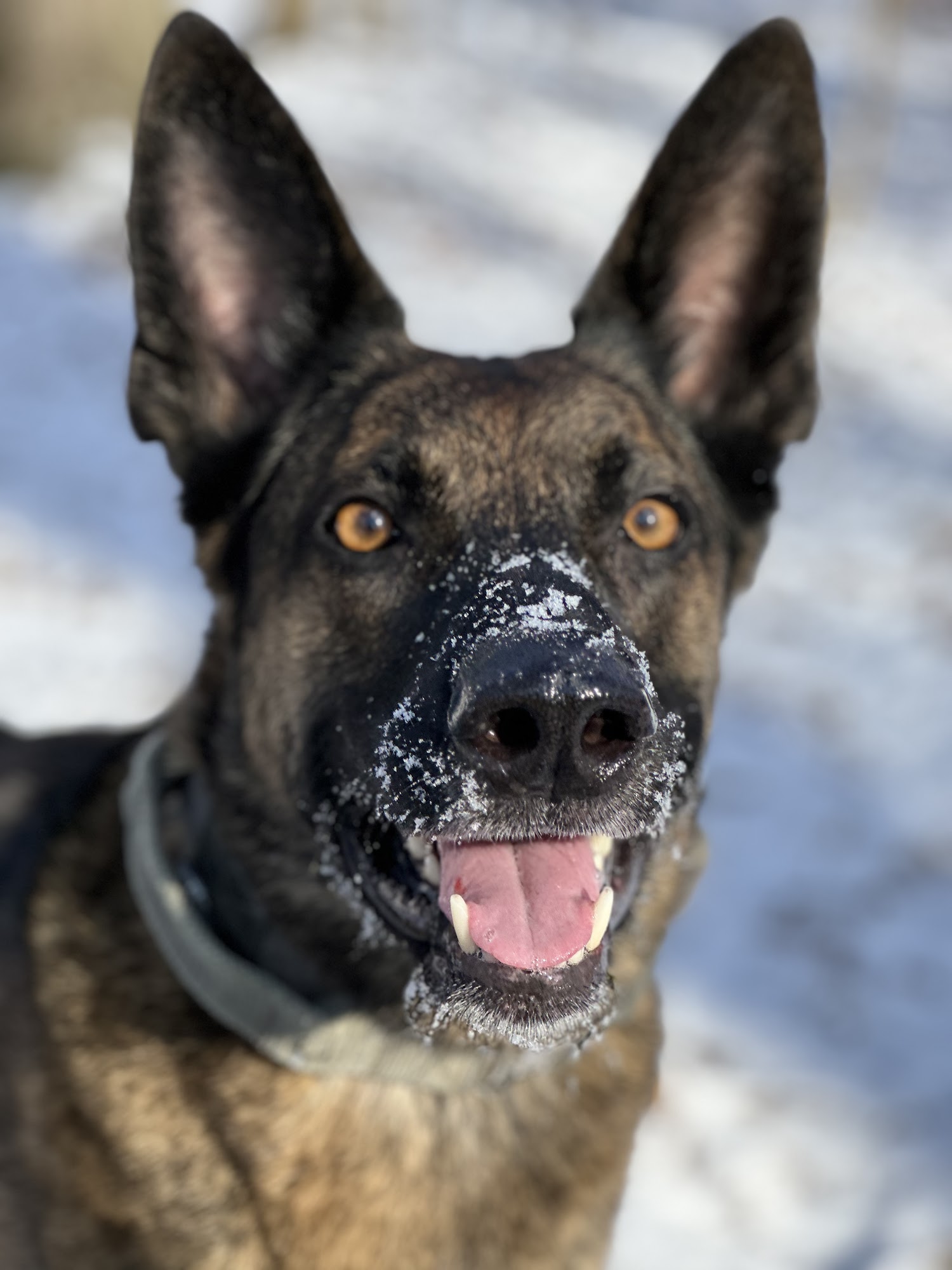 The Dawg House Kennels And Suites Marion