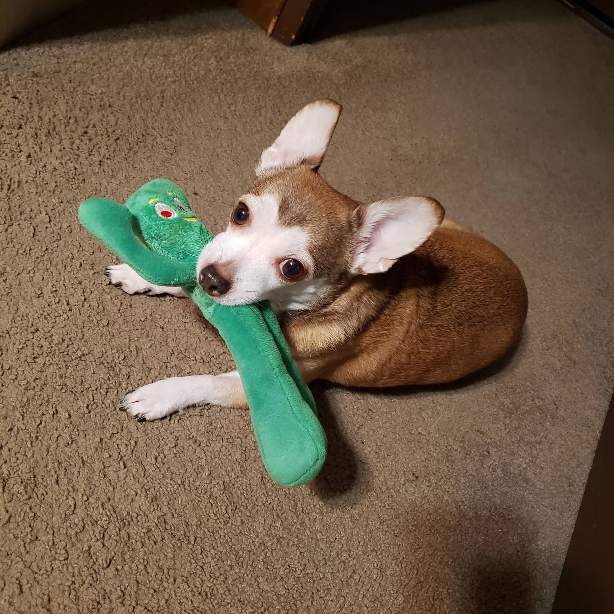 Tender Loving Care Animal Hospital Martinsville