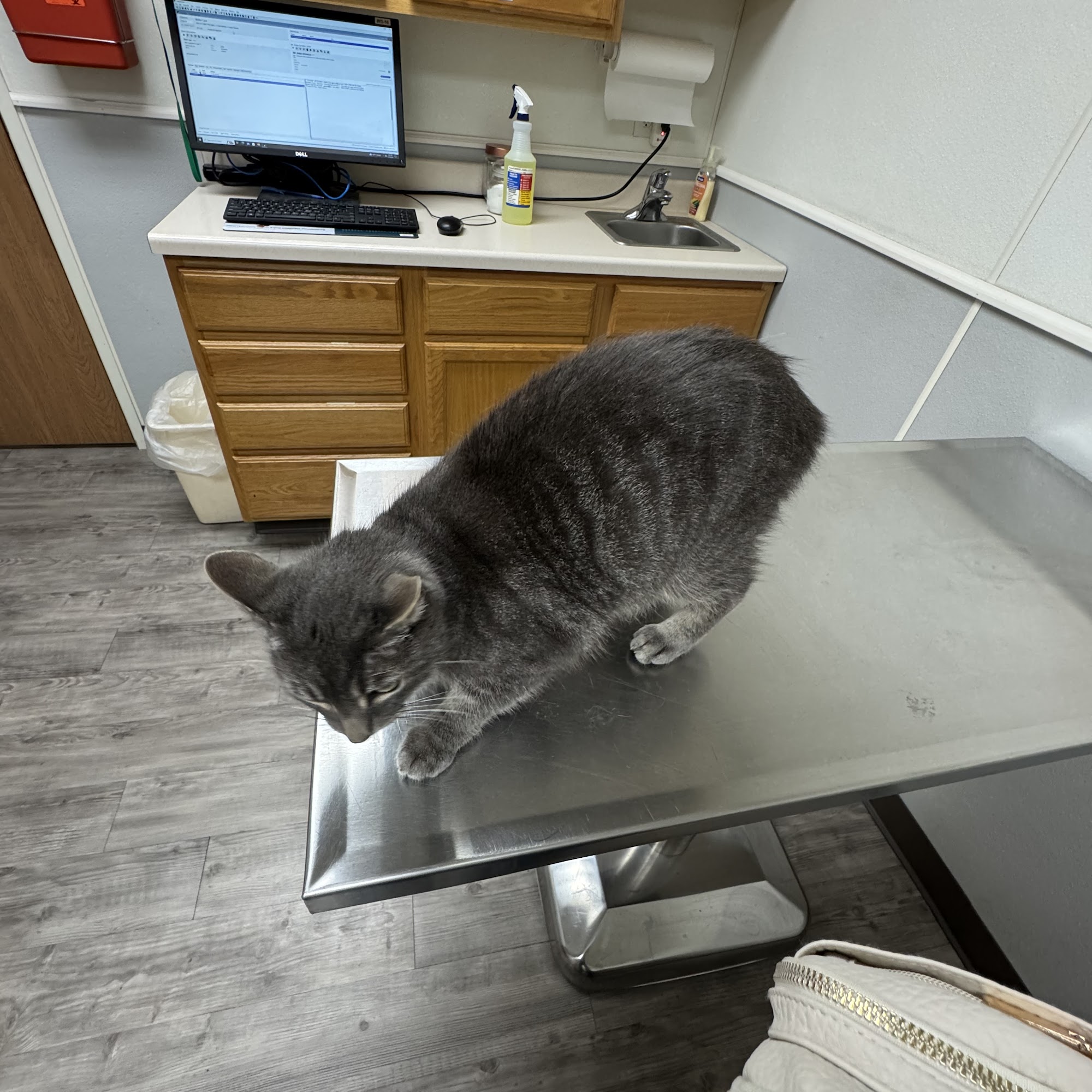 Animal Hospital of Martinsville Martinsville