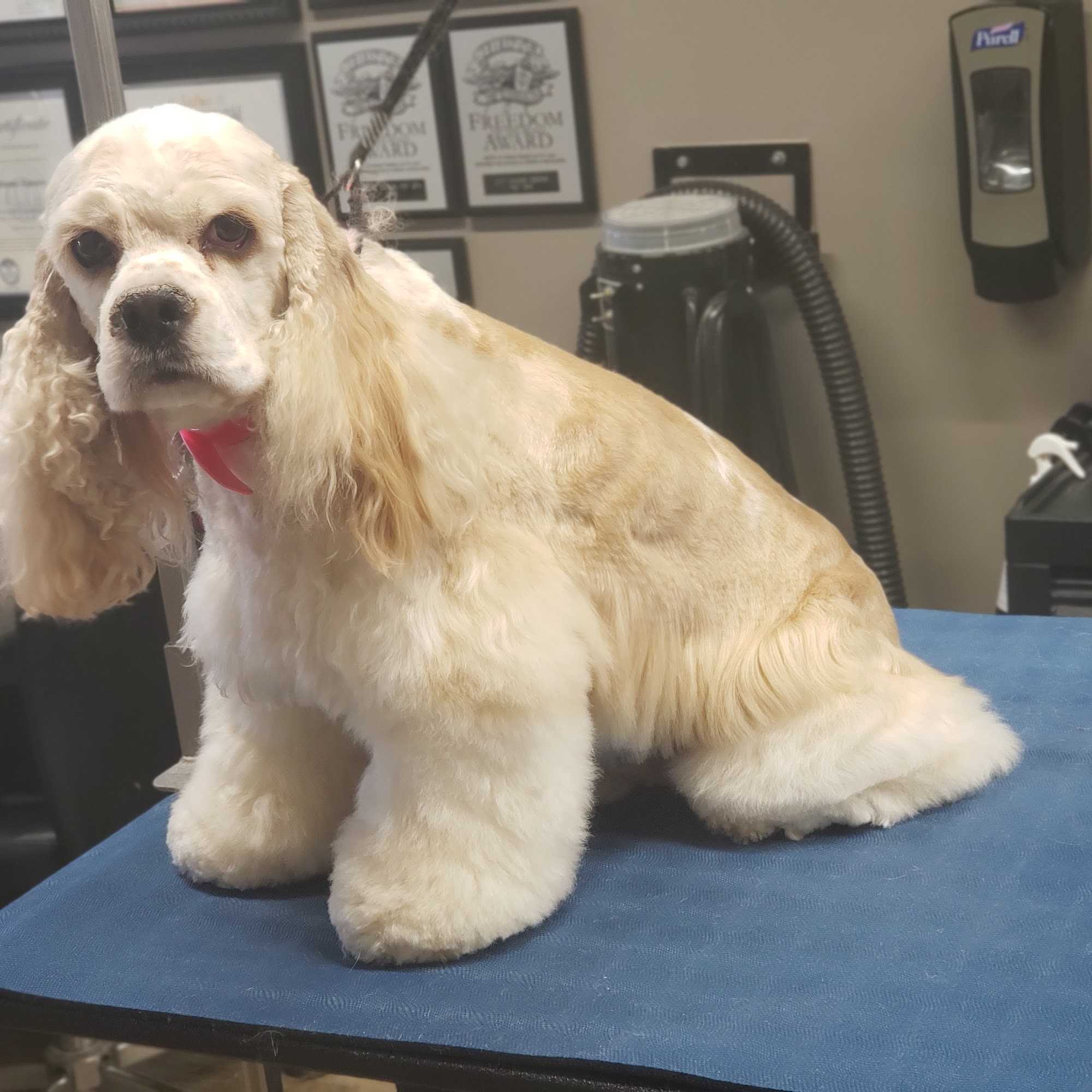 Canine Design Pet Spa Martinsville