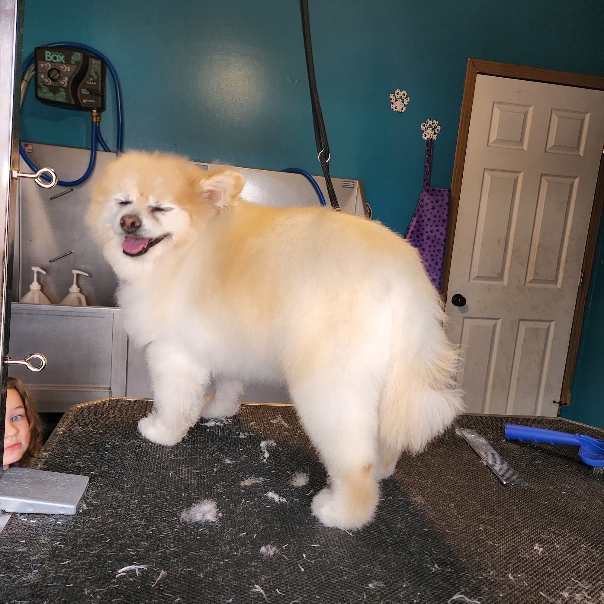 Bubbles & Tails, LLC. Martinsville