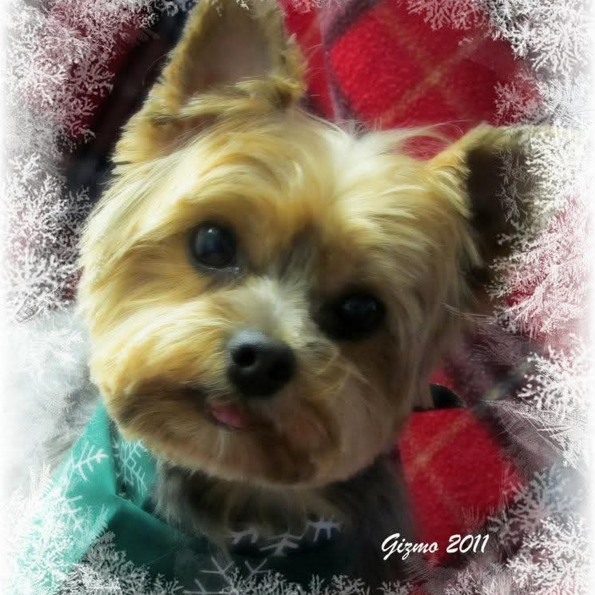 Awesome Paws Professional Pet Grooming Martinsville