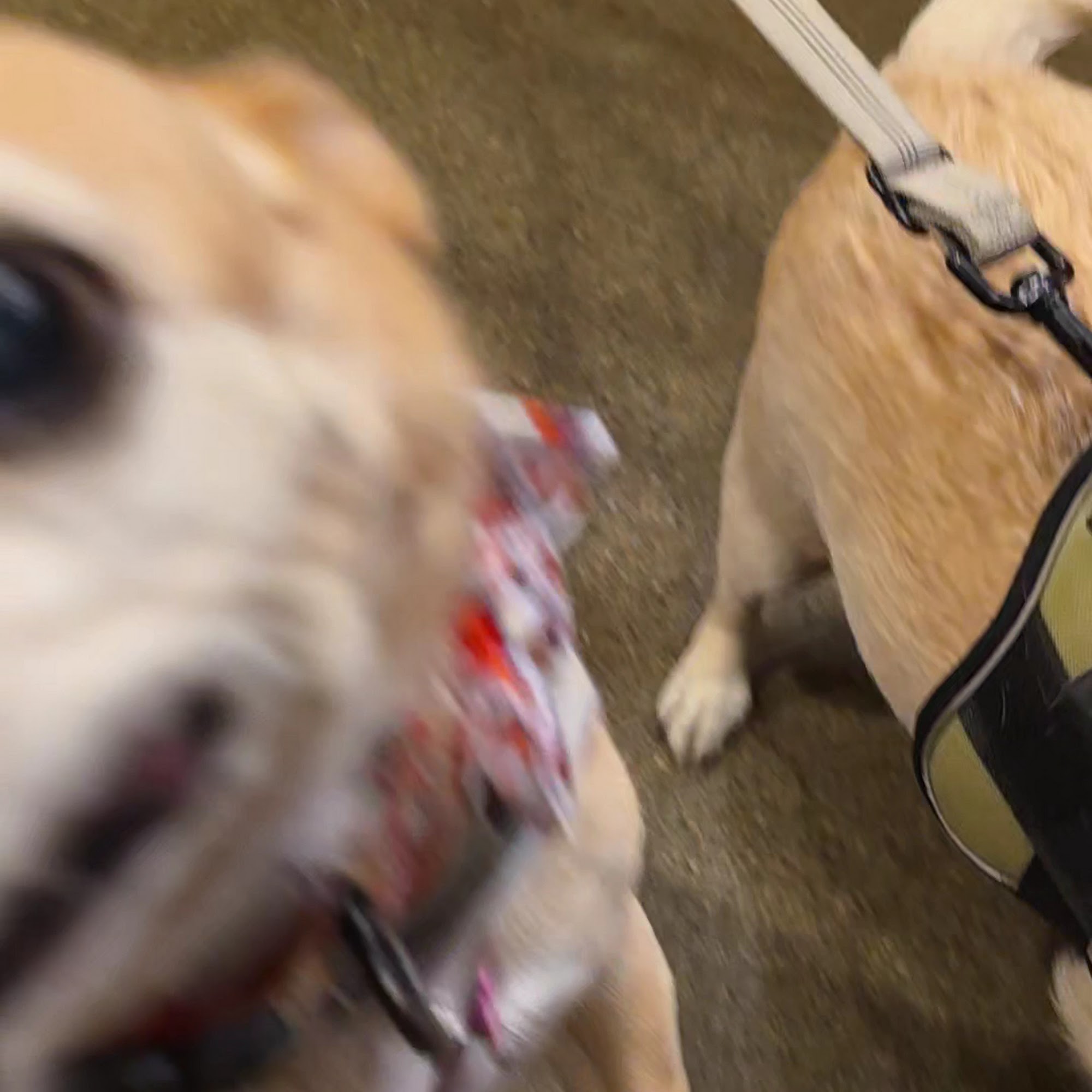 Fall Creek Veterinary Medical Center McCordsville